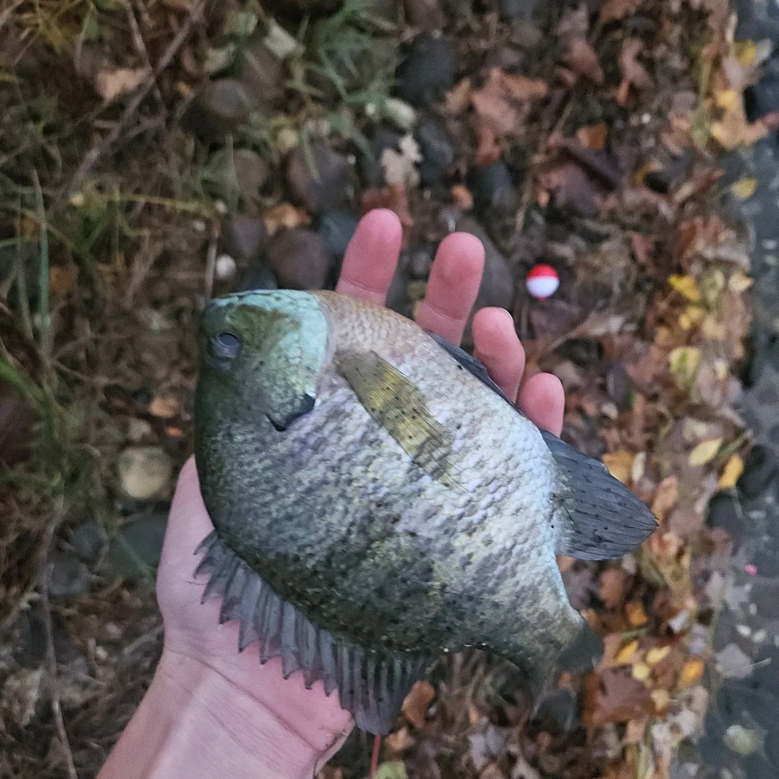 Bluegill caught on Fishbrain