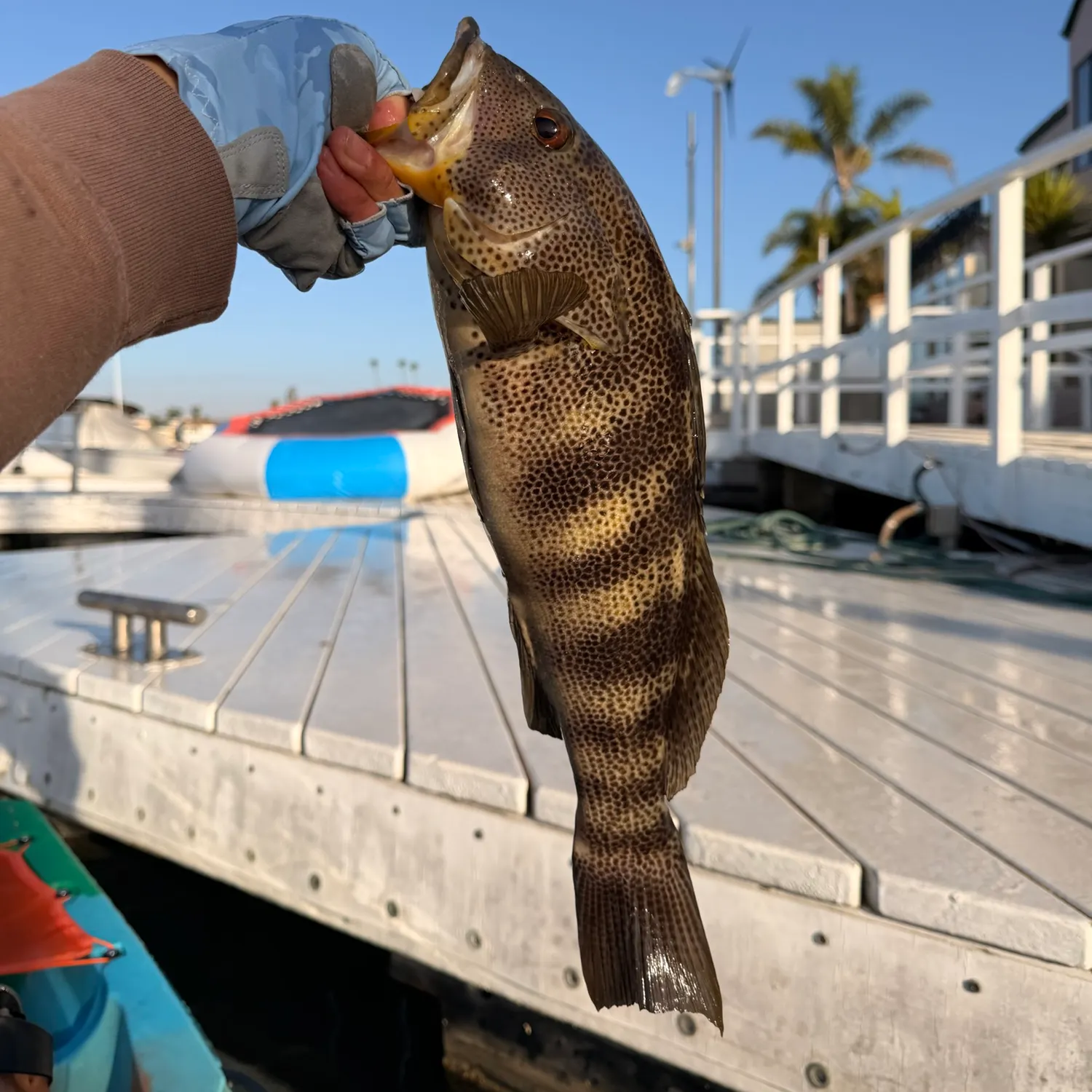 Spotted sand bass caught on Fishbrain