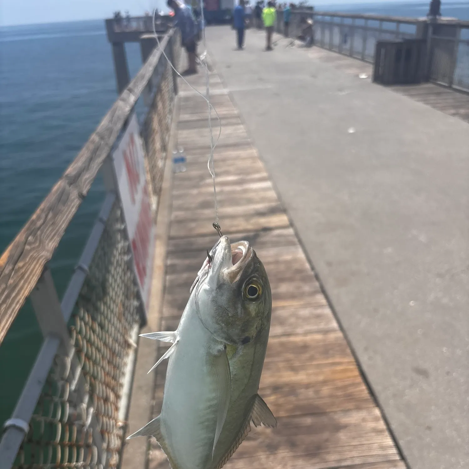 The most recent Blue runner catches on Fishbrain