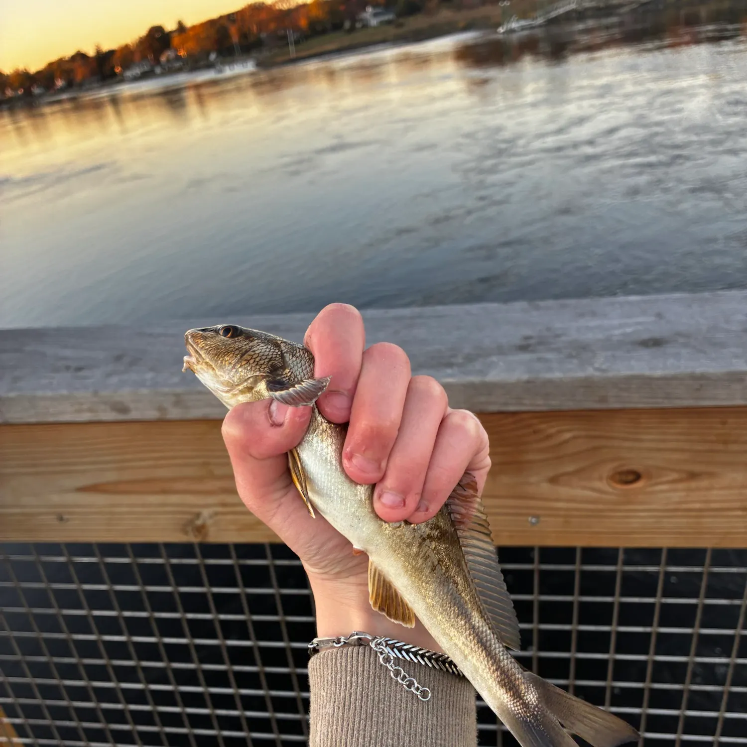 Northern kingcroaker caught on Fishbrain