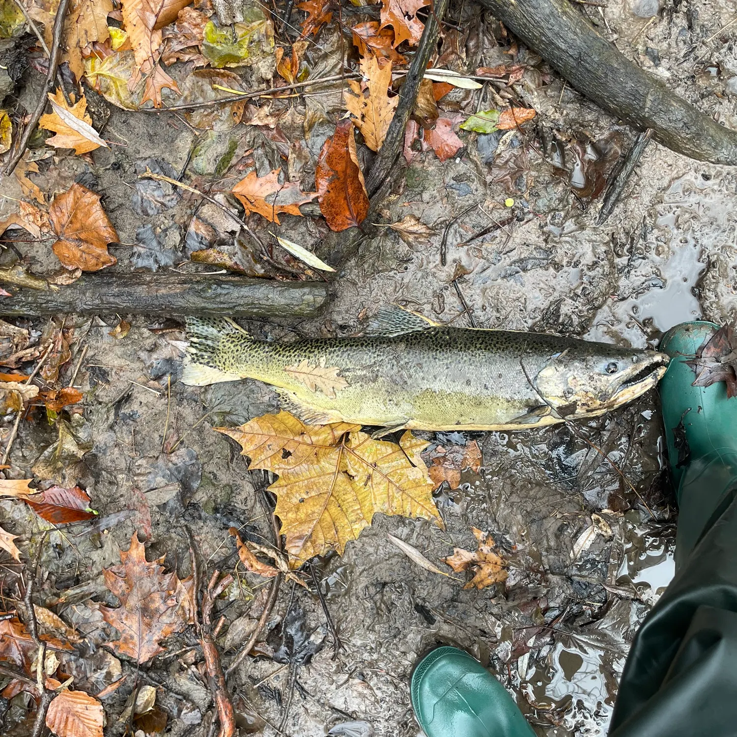 The most recent Chinook salmon catches on Fishbrain