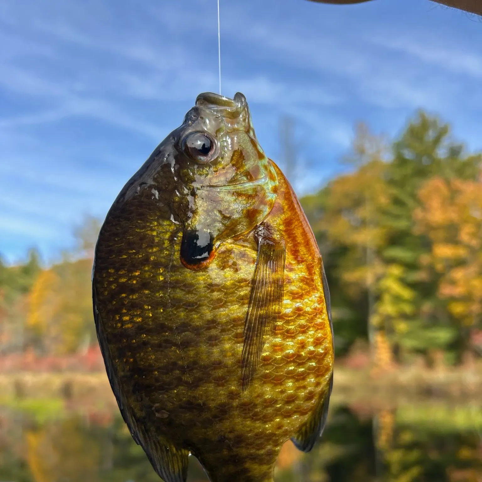 Pumpkinseed caught on Fishbrain