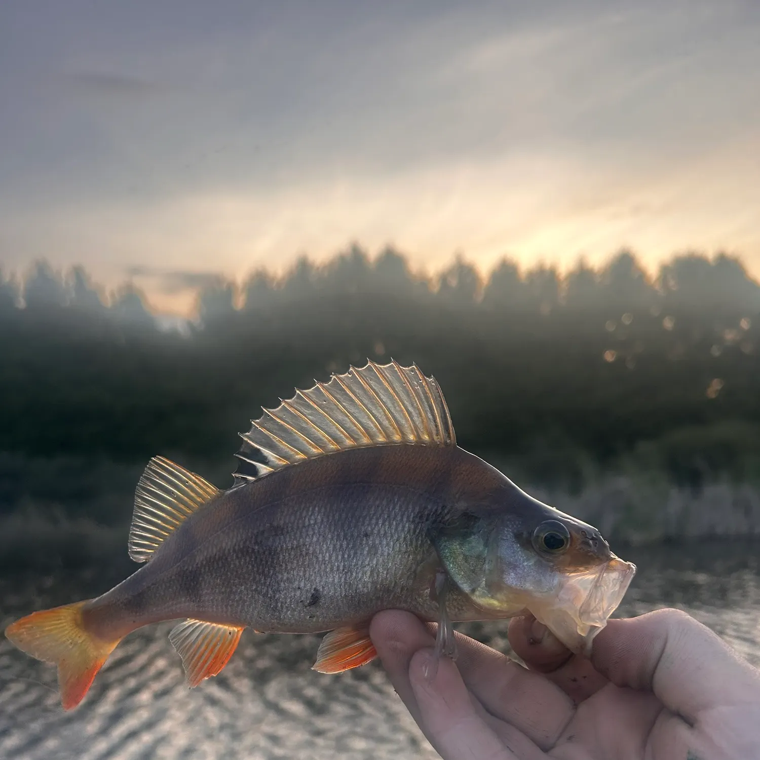 European perch caught on Fishbrain