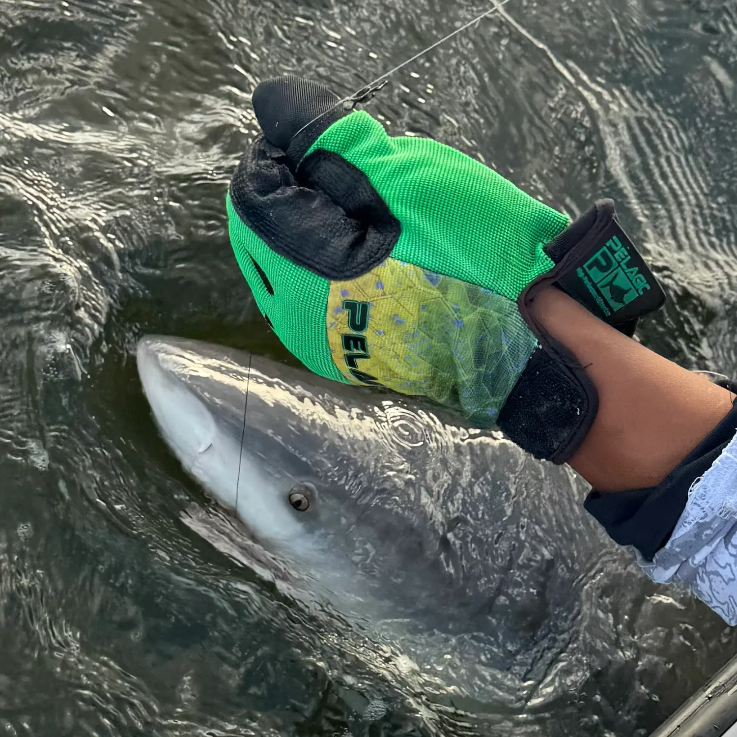 The most recent Bull shark catches on Fishbrain