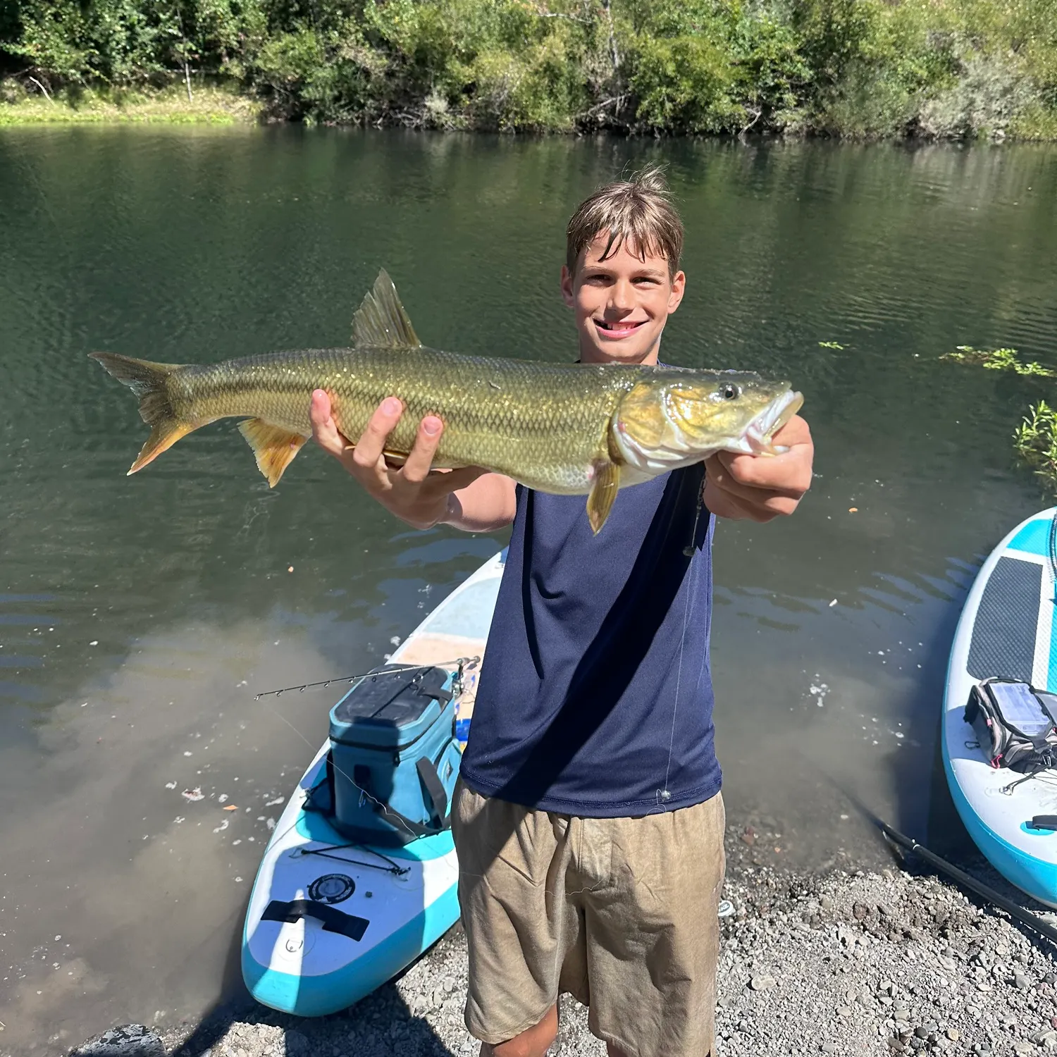 Sacramento pikeminnow caught on Fishbrain
