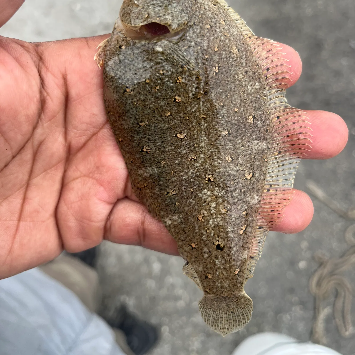 The most popular recent Common dab catch on Fishbrain