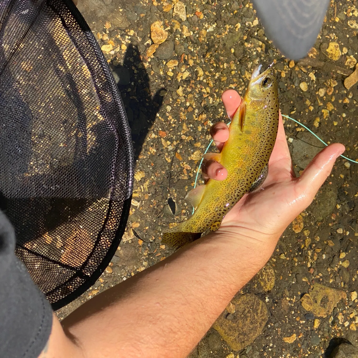 most liked catch image
