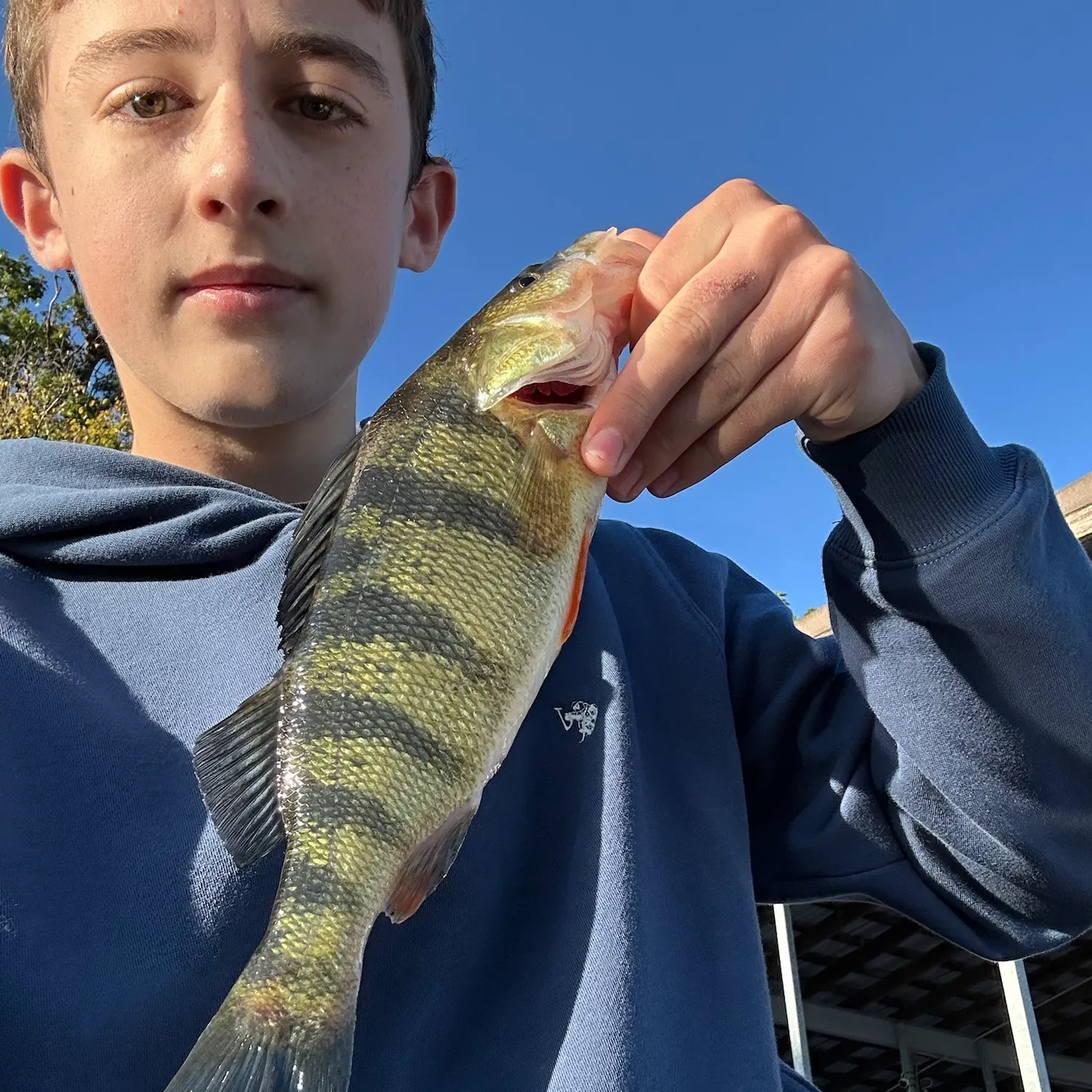 Yellow perch caught on Fishbrain