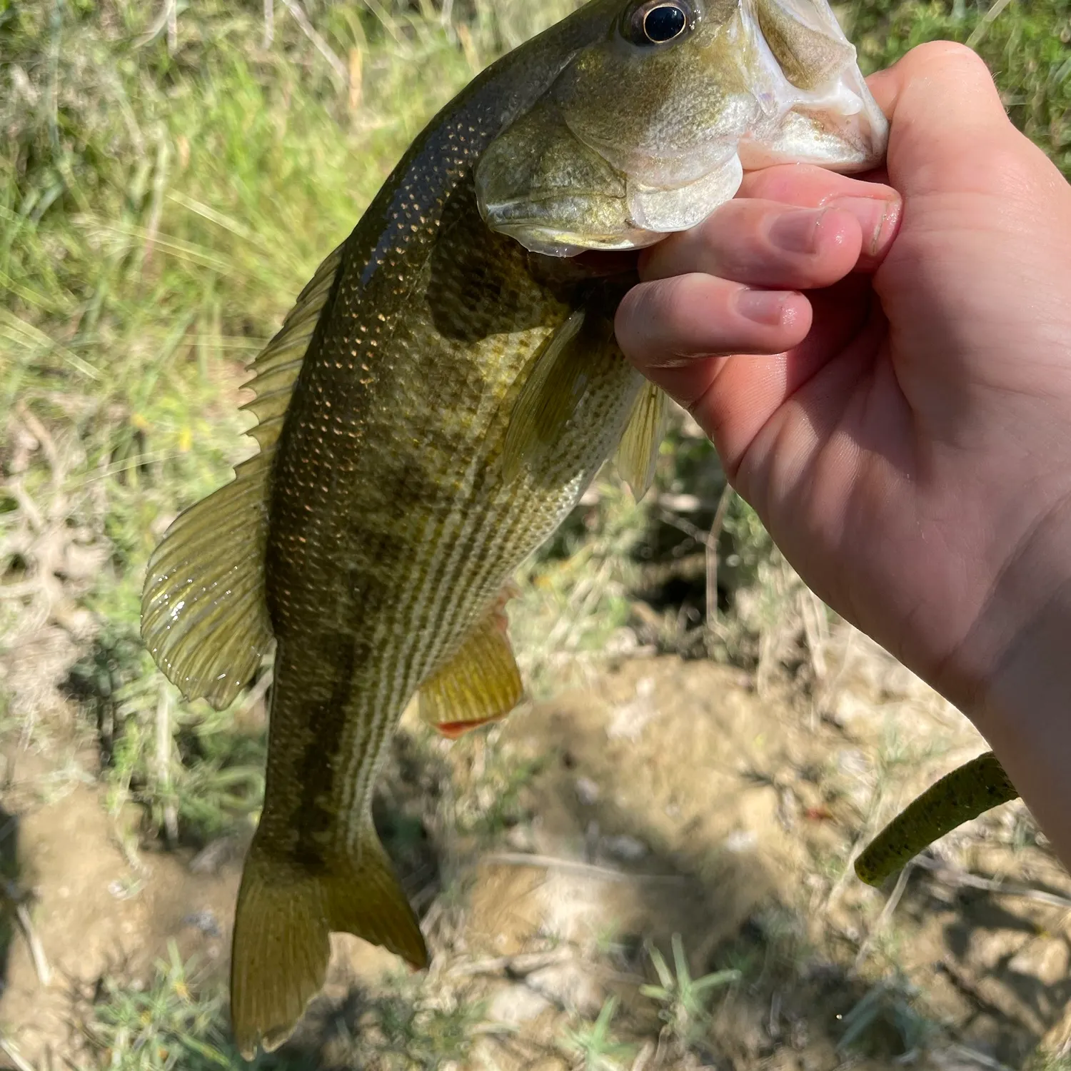 The most recent Guadalupe bass catches on Fishbrain