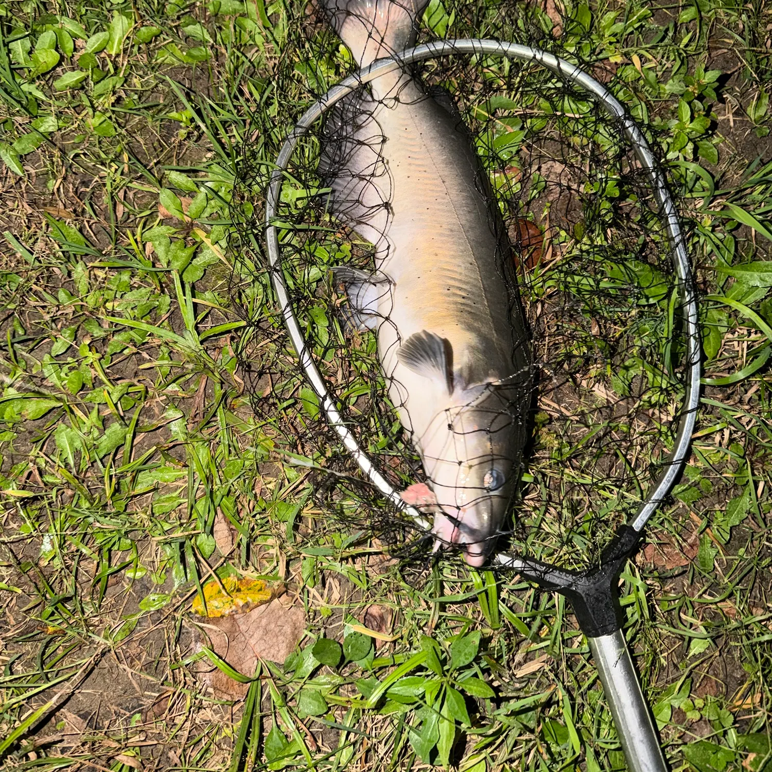 Channel catfish caught on Fishbrain