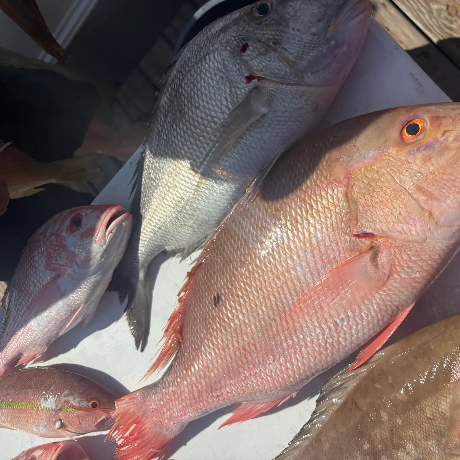 The most recent Mutton snapper catches on Fishbrain