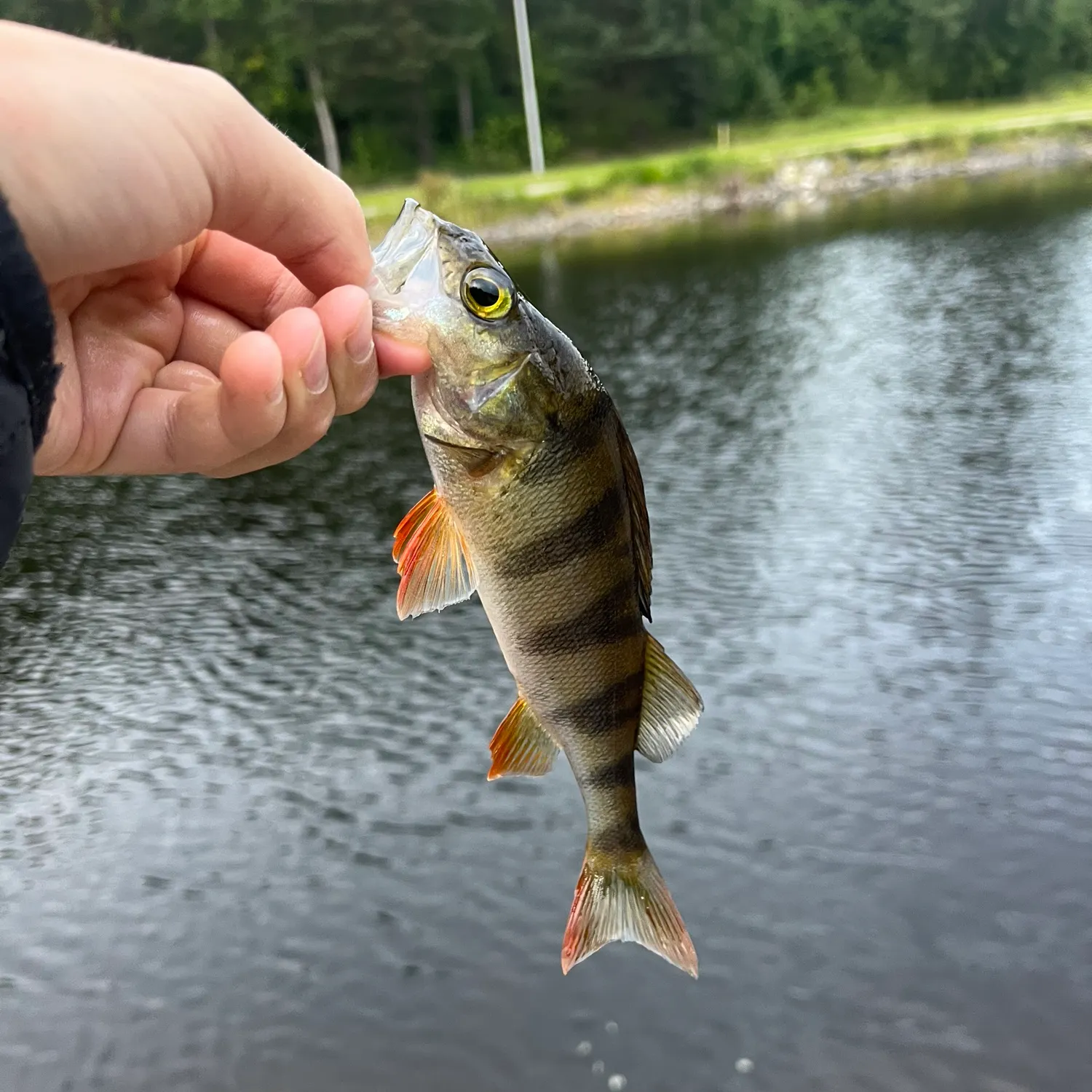 European perch caught on Fishbrain