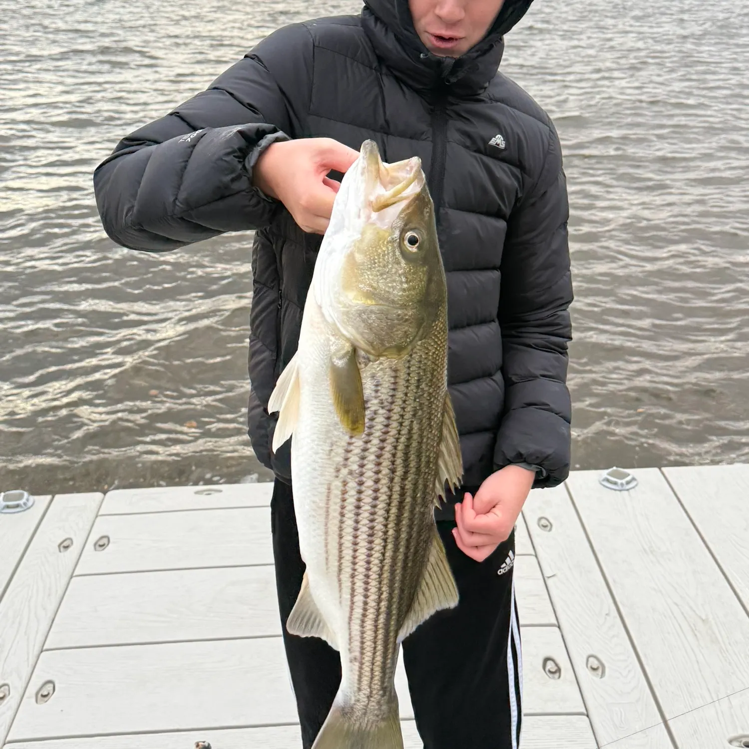 Striped bass caught on Fishbrain
