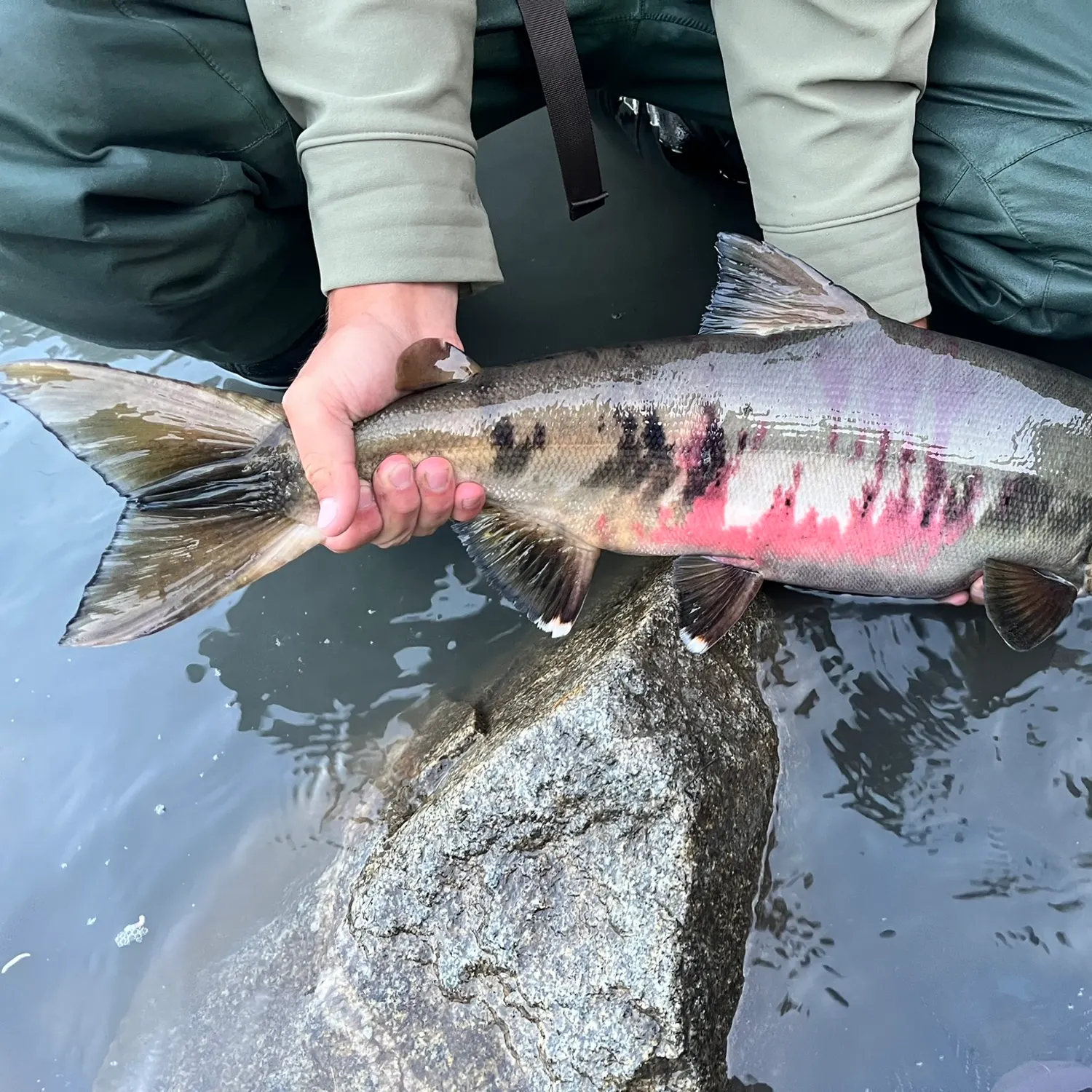 Chum salmon caught on Fishbrain