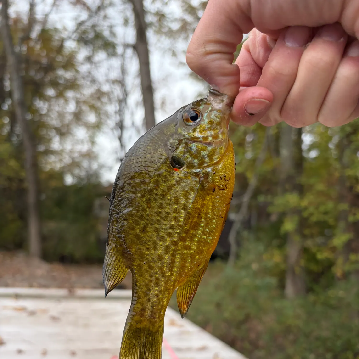 Pumpkinseed caught on Fishbrain