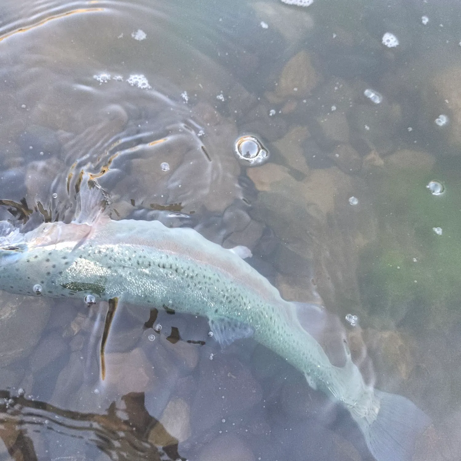 Rainbow trout caught on Fishbrain