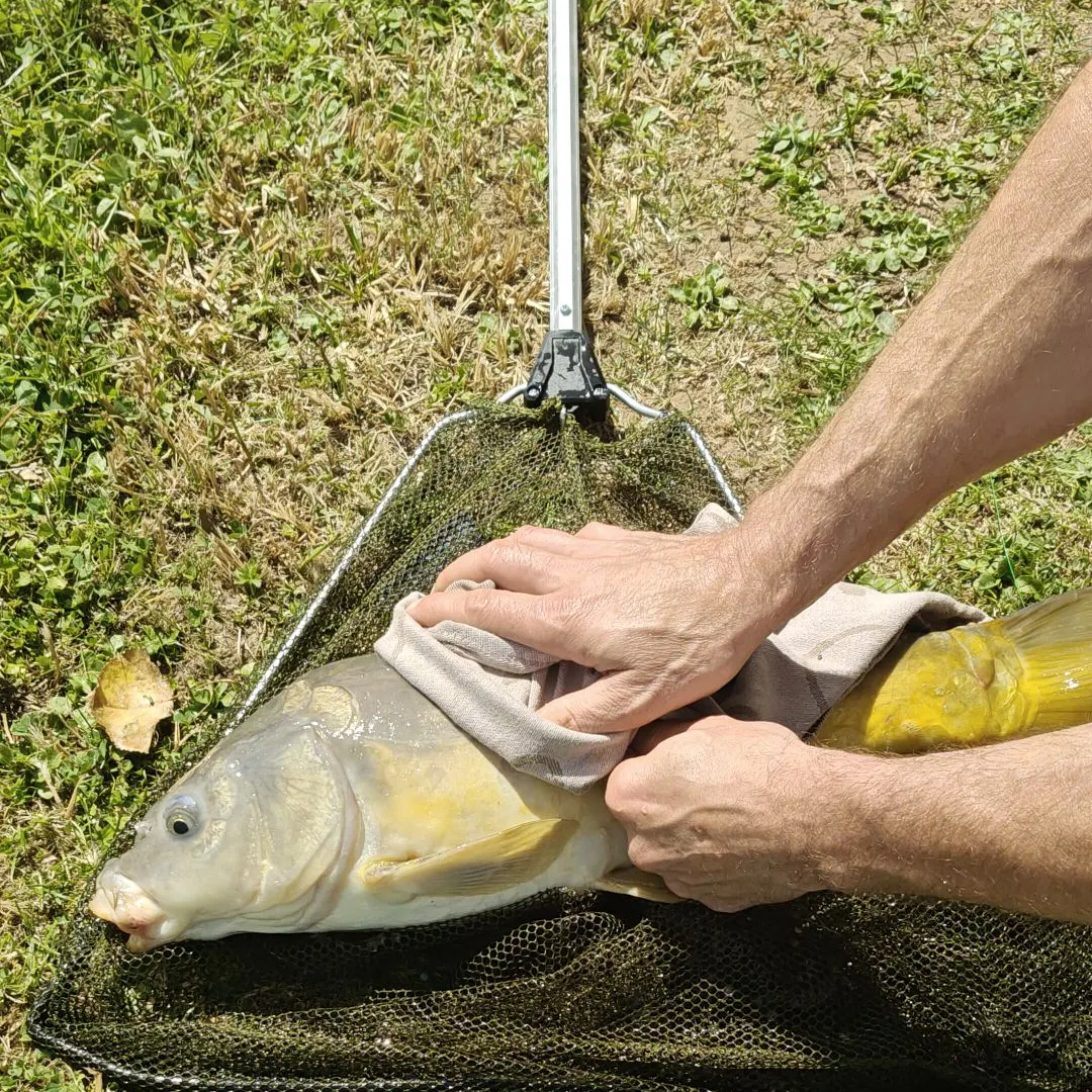 European eel caught on Fishbrain