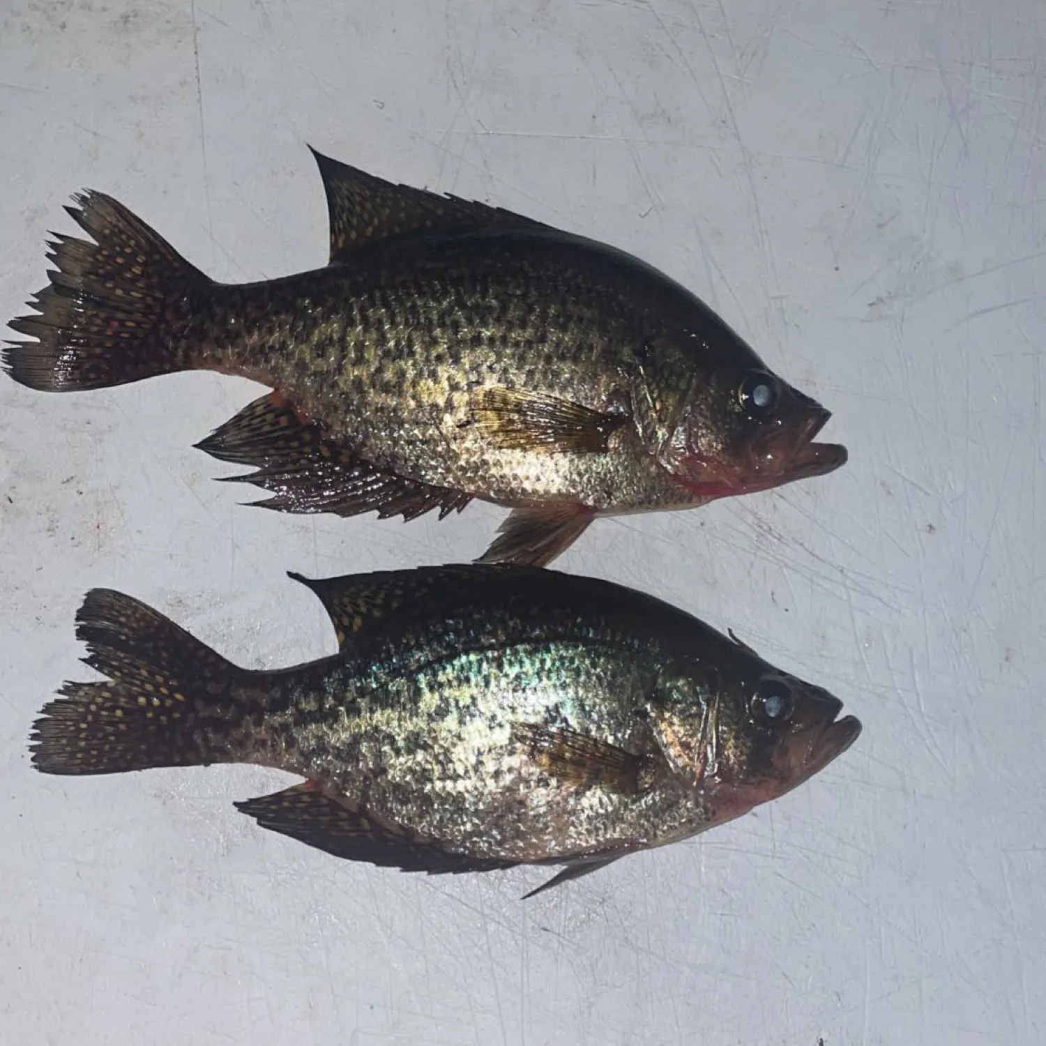 recently logged catches