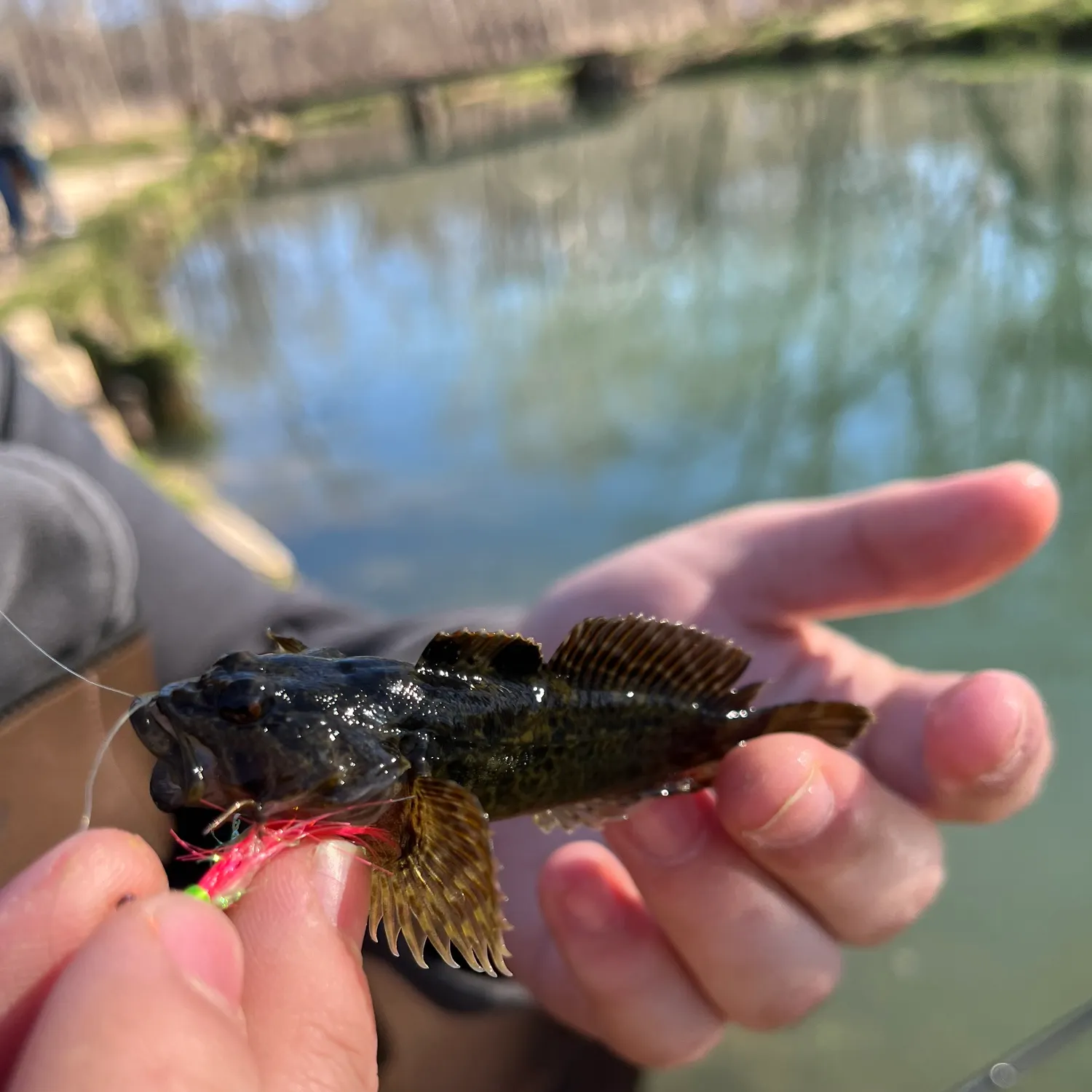 The most recent Banded sculpin catches on Fishbrain
