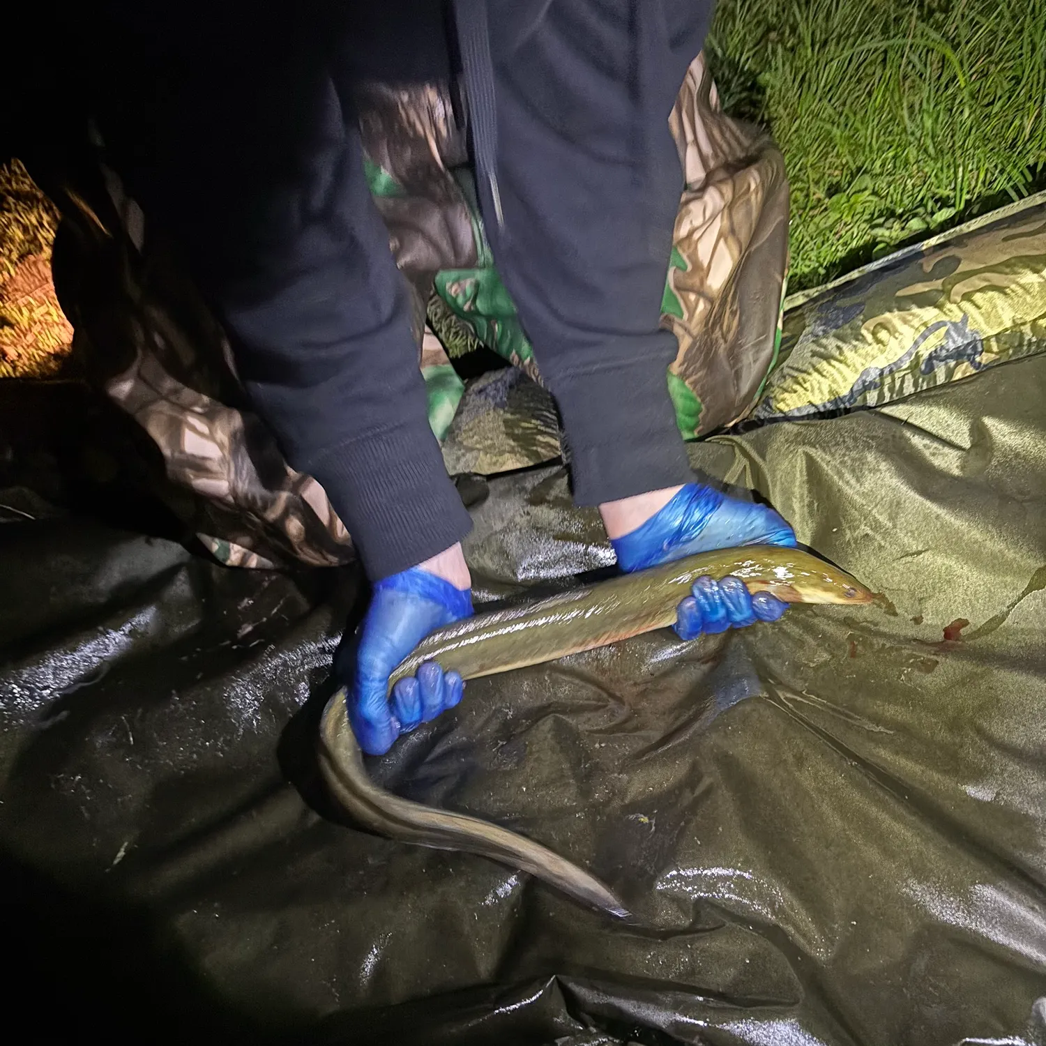 The most recent European eel catches on Fishbrain