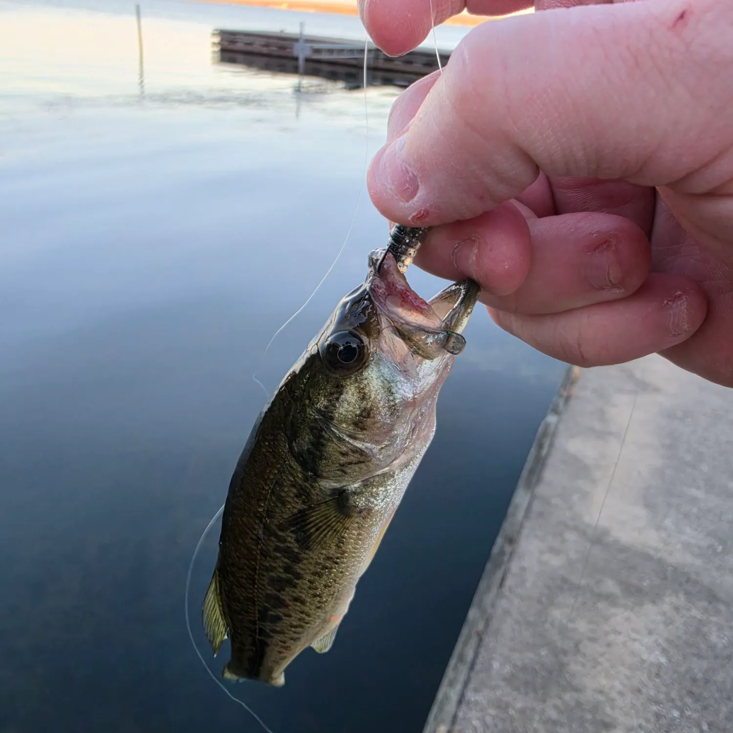 Largemouth bass caught on Fishbrain