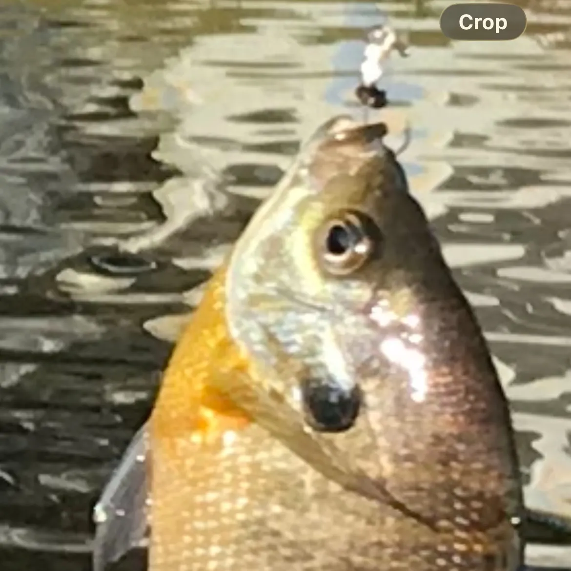 Bluegill caught on Fishbrain