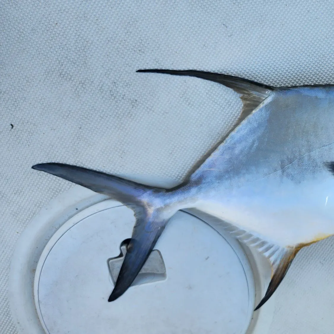 The most recent Permit catches on Fishbrain