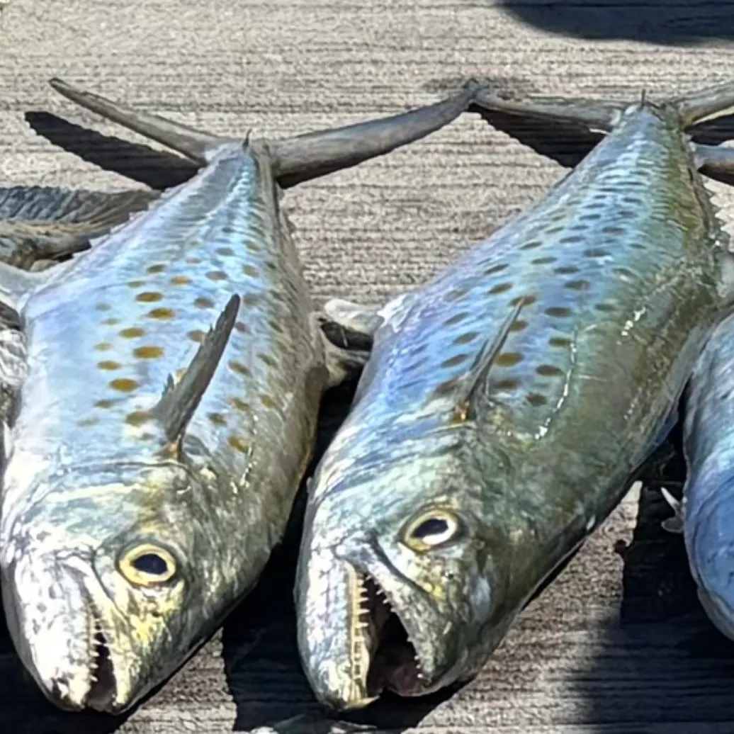 Spanish mackerel caught on Fishbrain