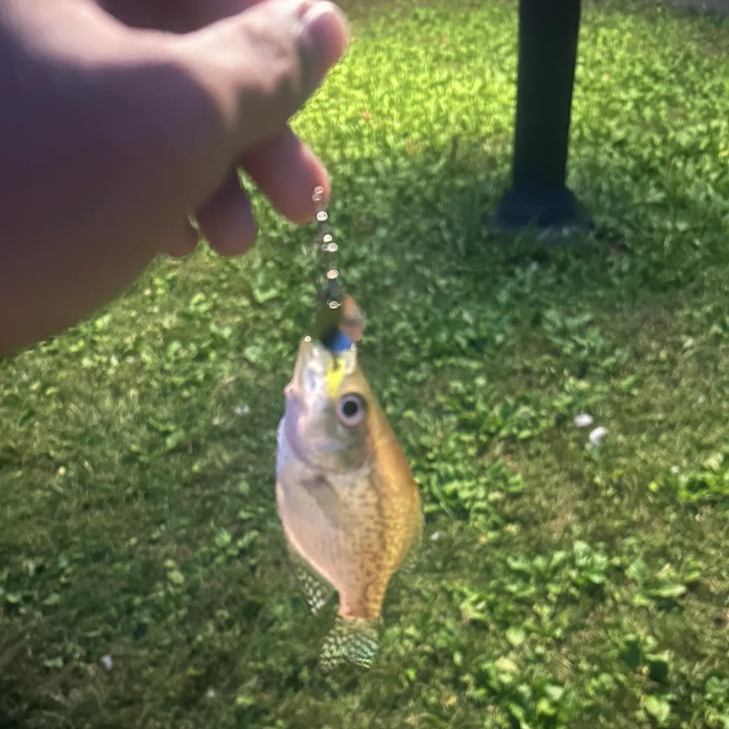 Black crappie caught on Fishbrain