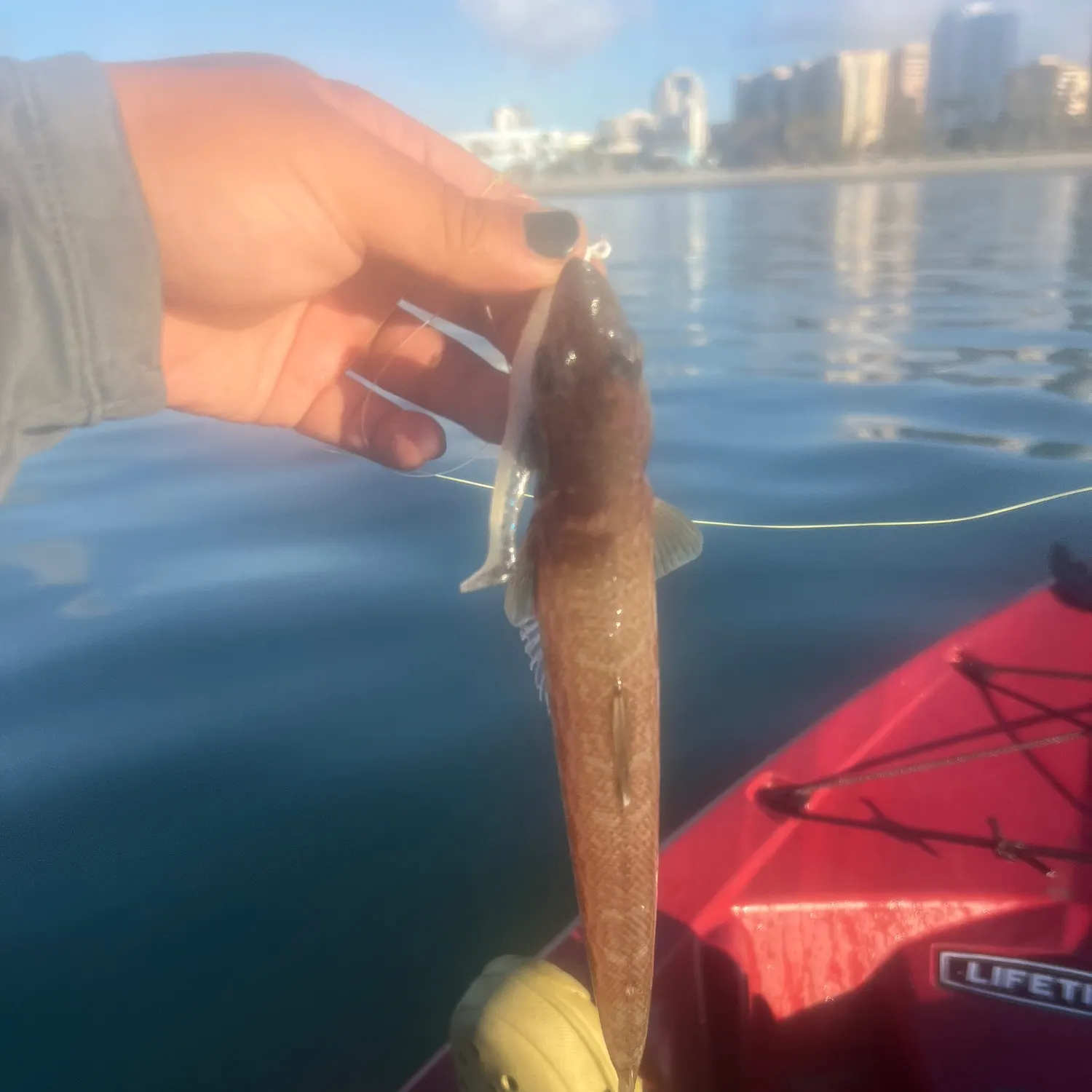 The most recent Inshore lizardfish catches on Fishbrain