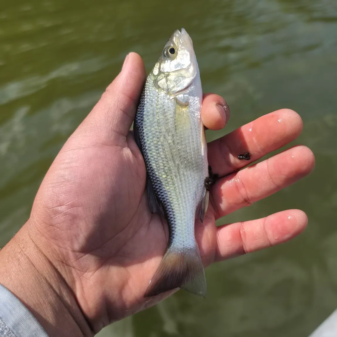 White perch caught on Fishbrain