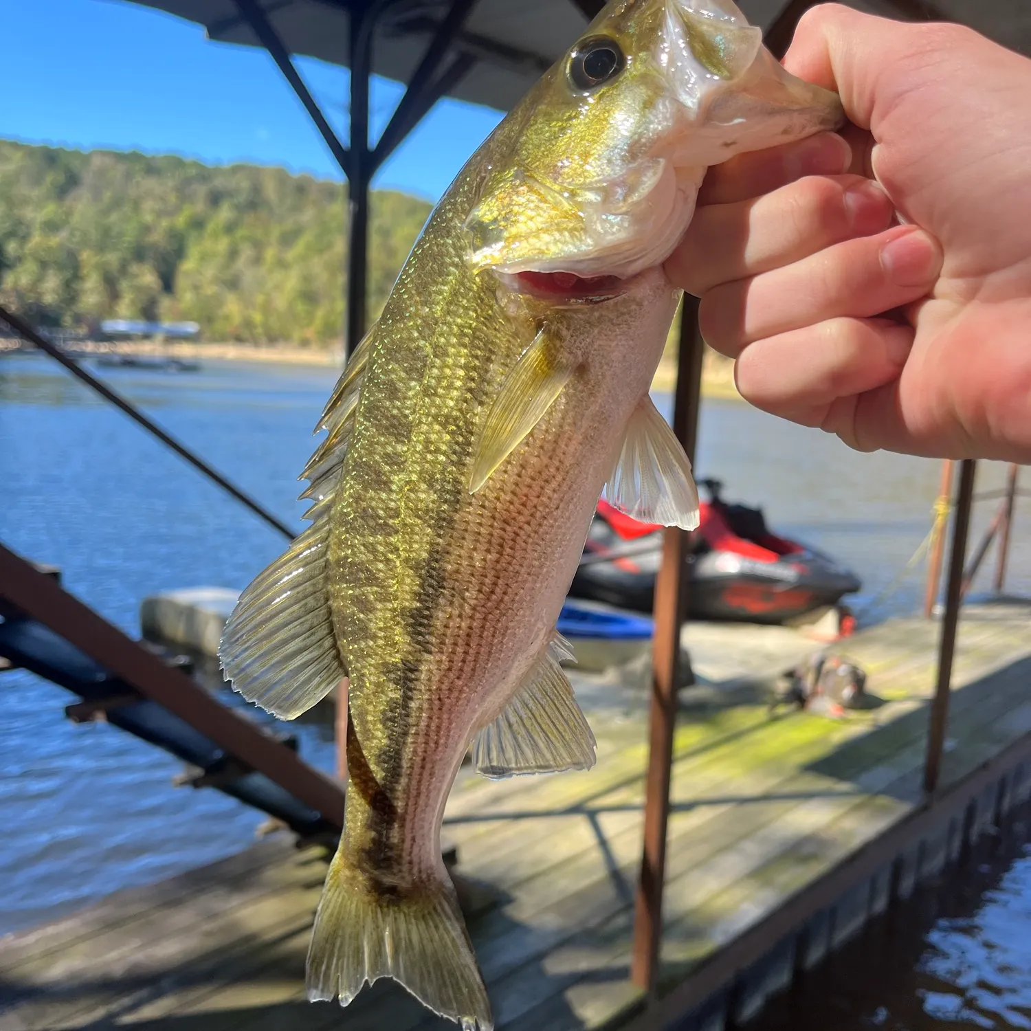 Spotted bass caught on Fishbrain