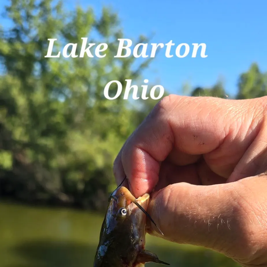 Brown bullhead caught on Fishbrain