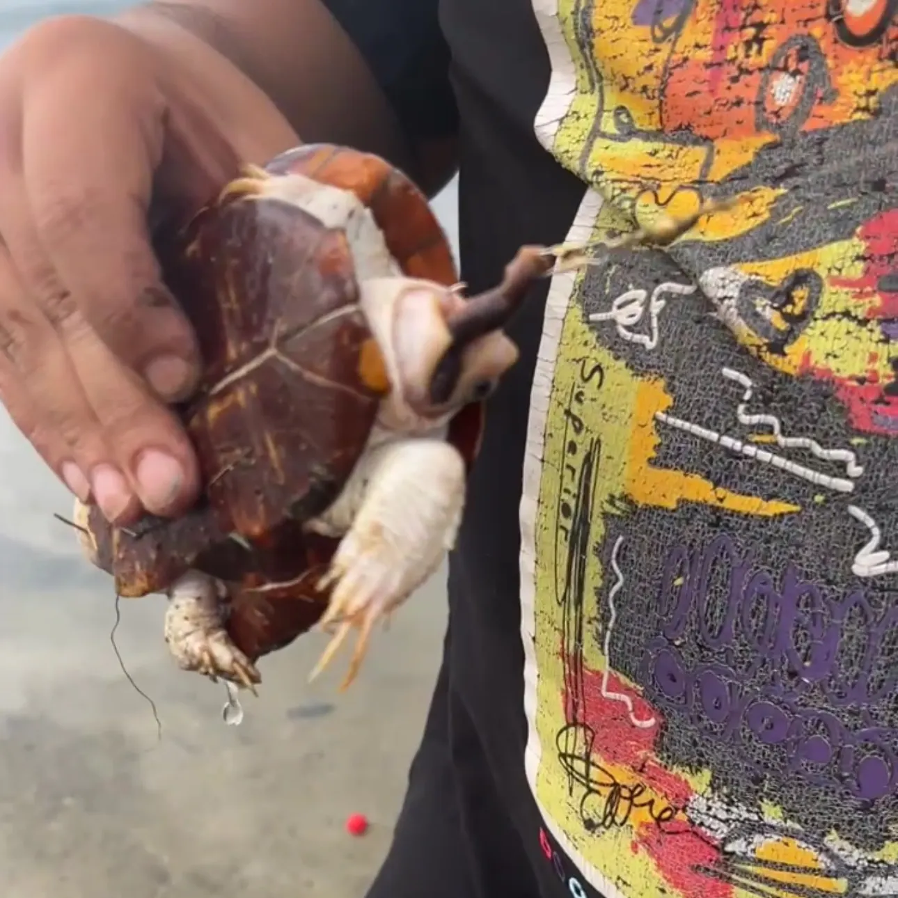 The most recent Painted turtle catches on Fishbrain