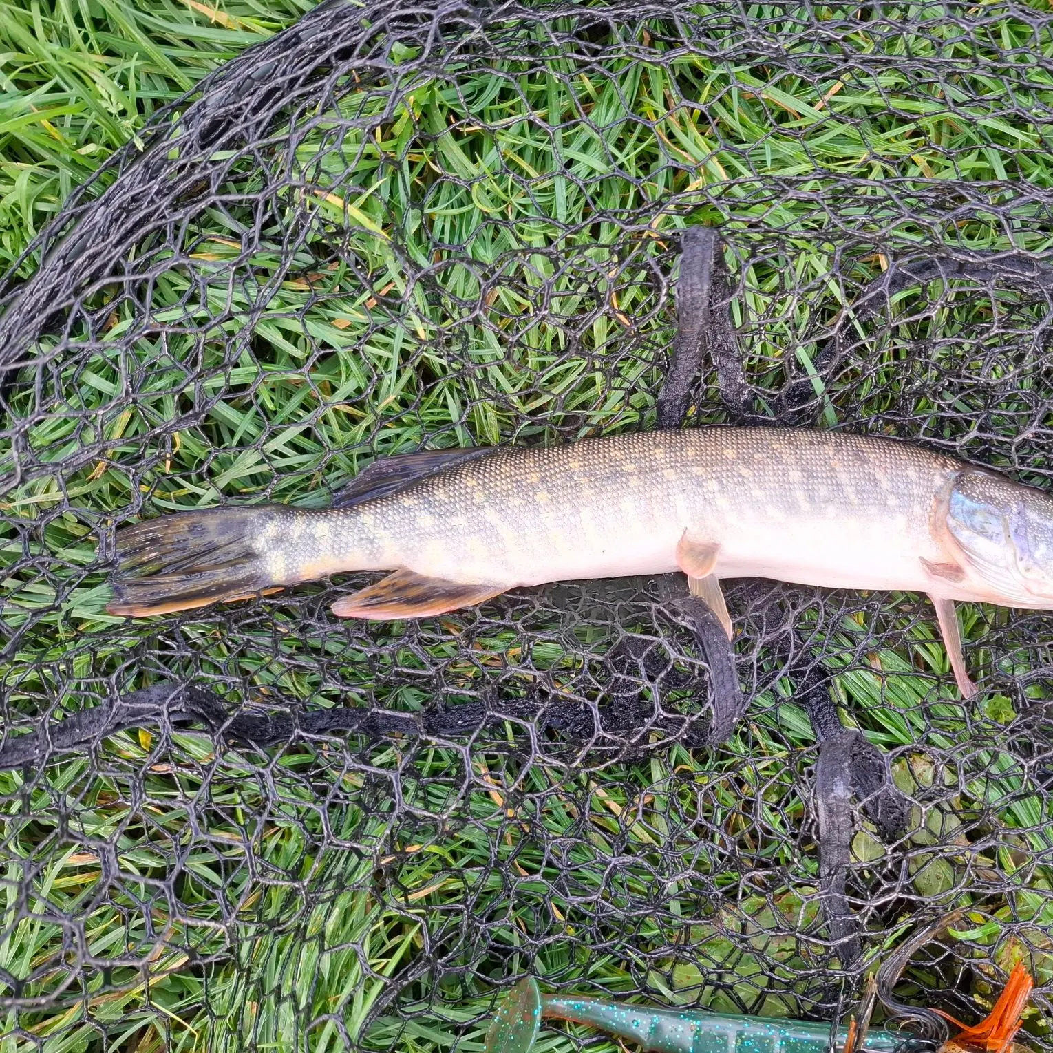 Northern pike caught on Fishbrain