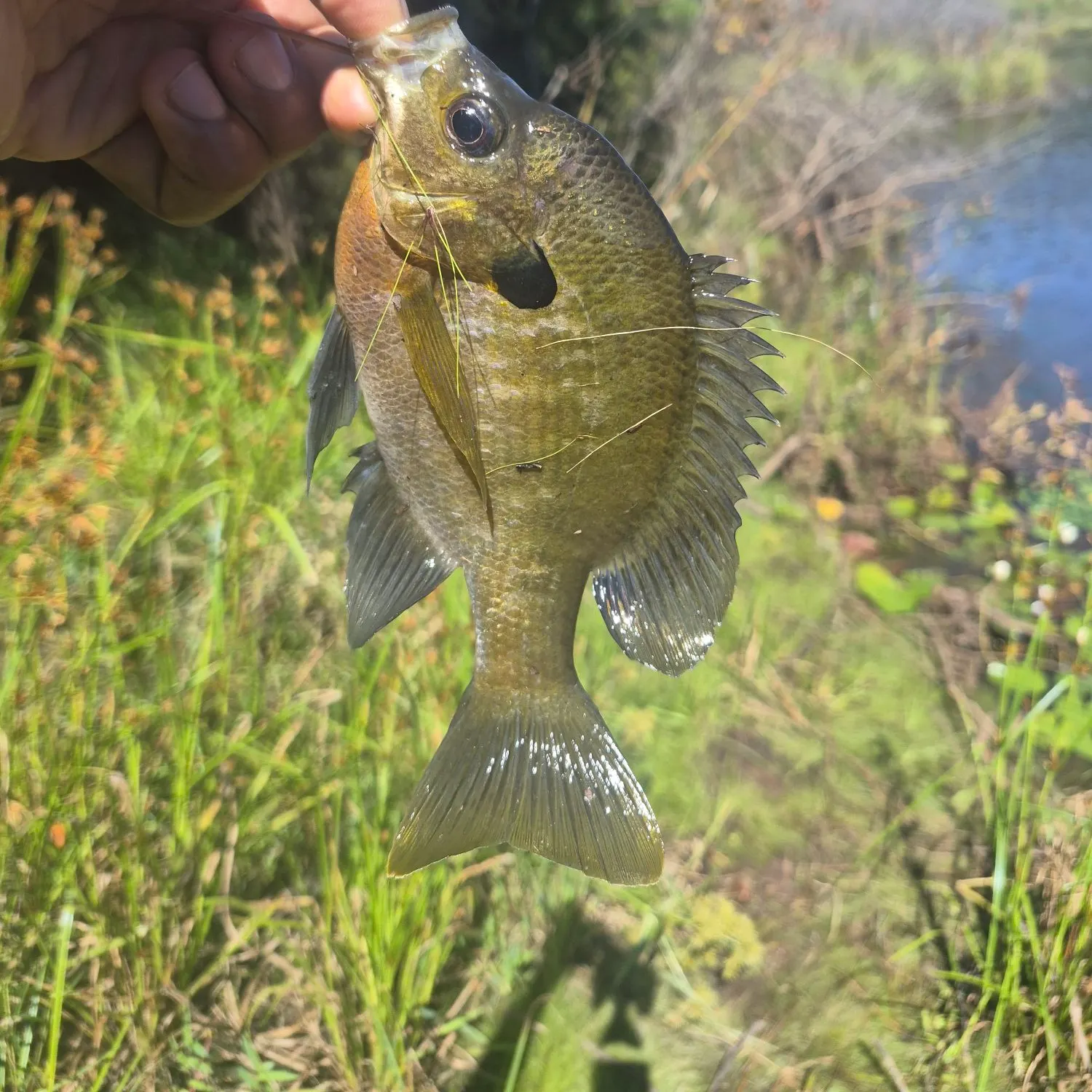 Bluegill caught on Fishbrain