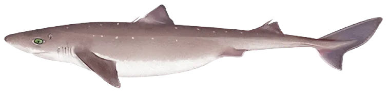 Pacific spiny dogfish