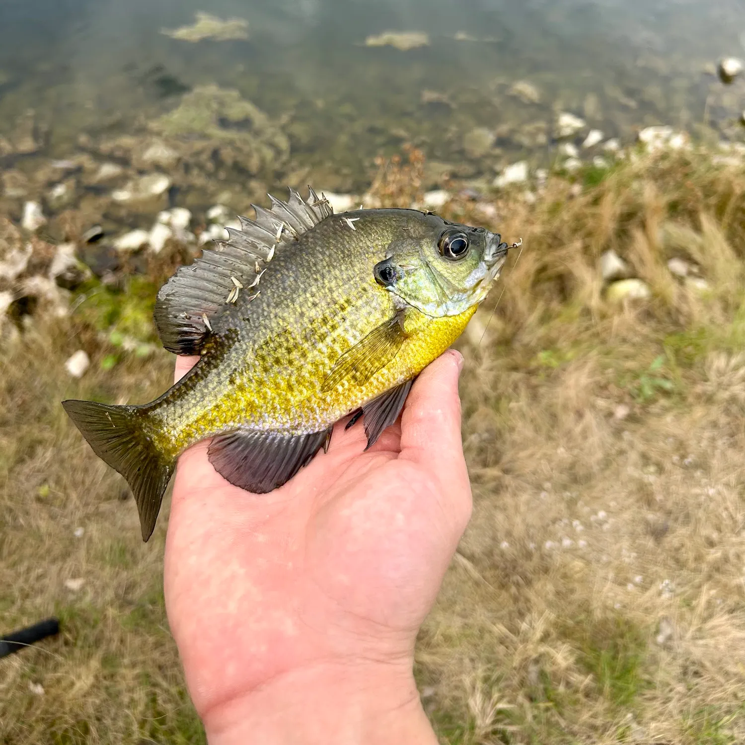 Bluegill caught on Fishbrain