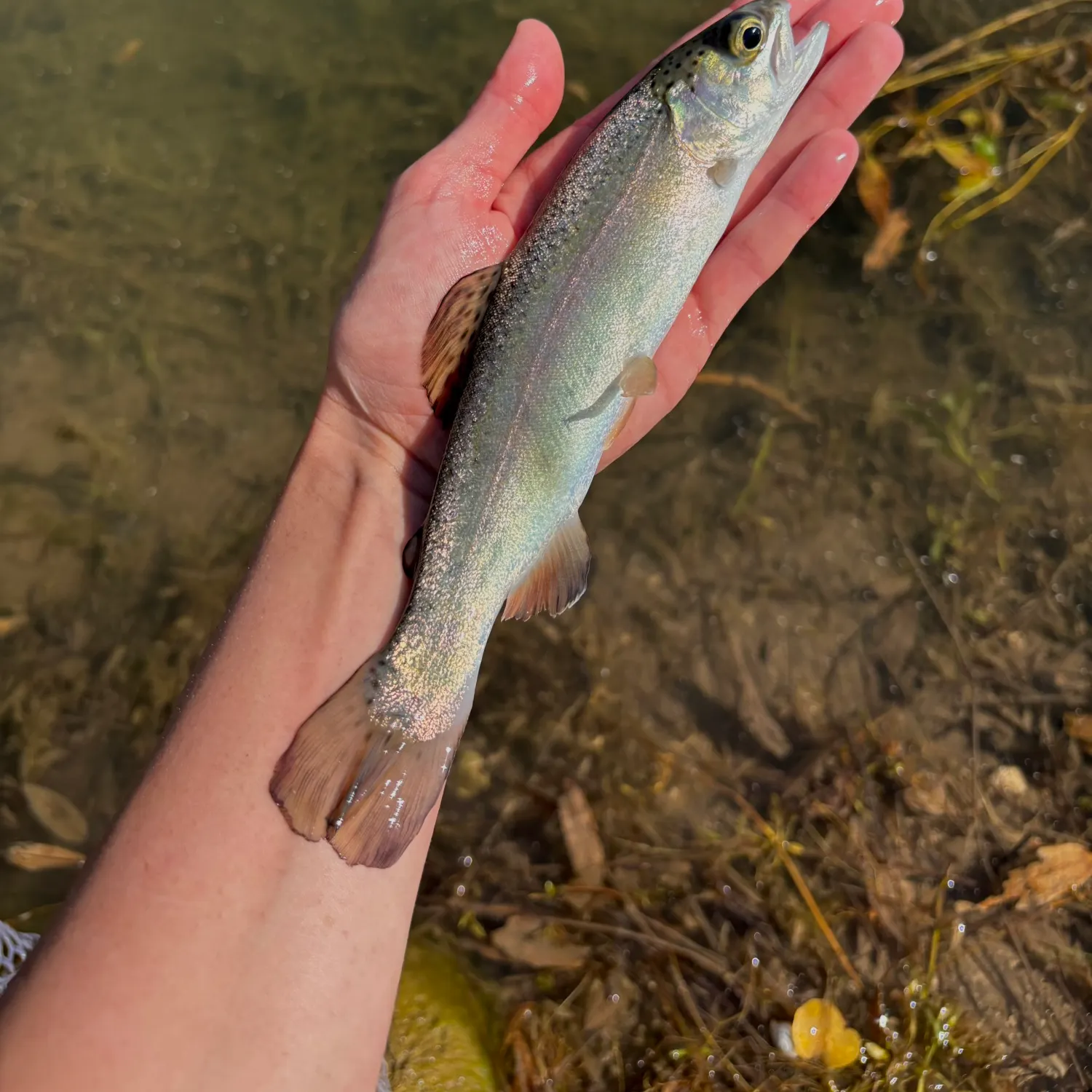 Rainbow trout caught on Fishbrain