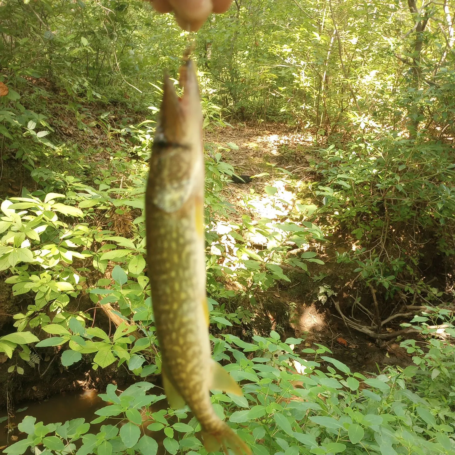 Chain pickerel caught on Fishbrain