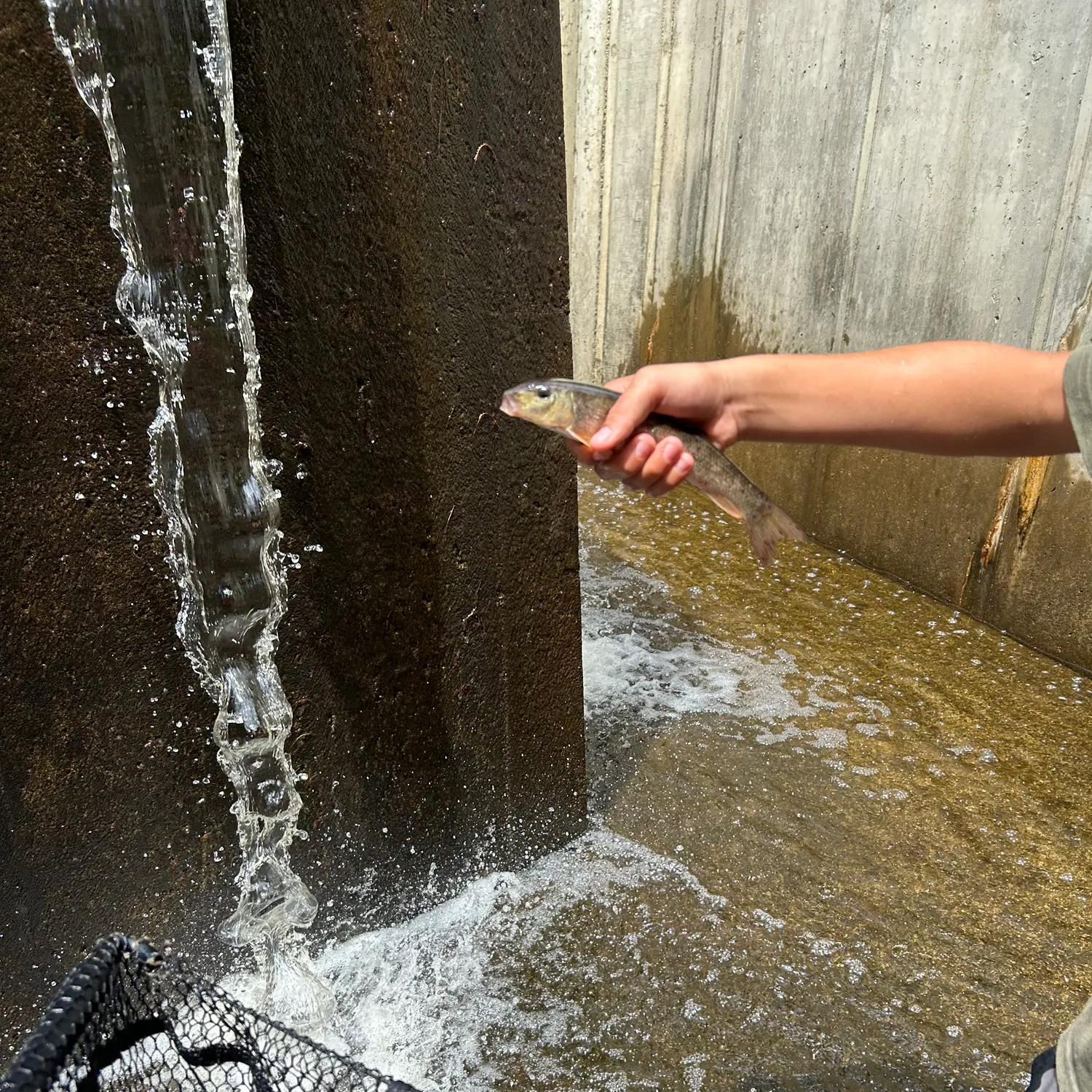 The most recent Northern hogsucker catches on Fishbrain