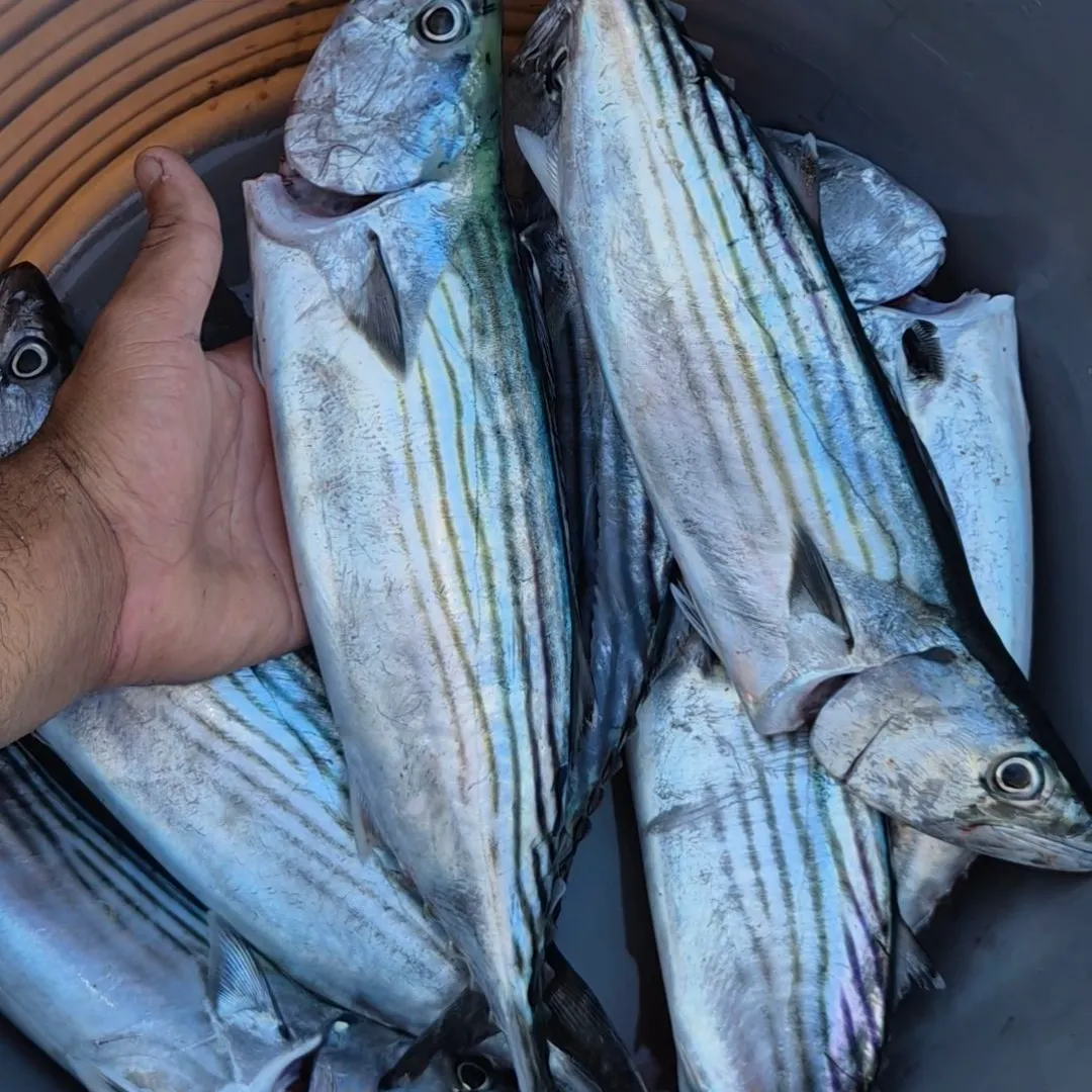 The most recent Striped bonito catches on Fishbrain