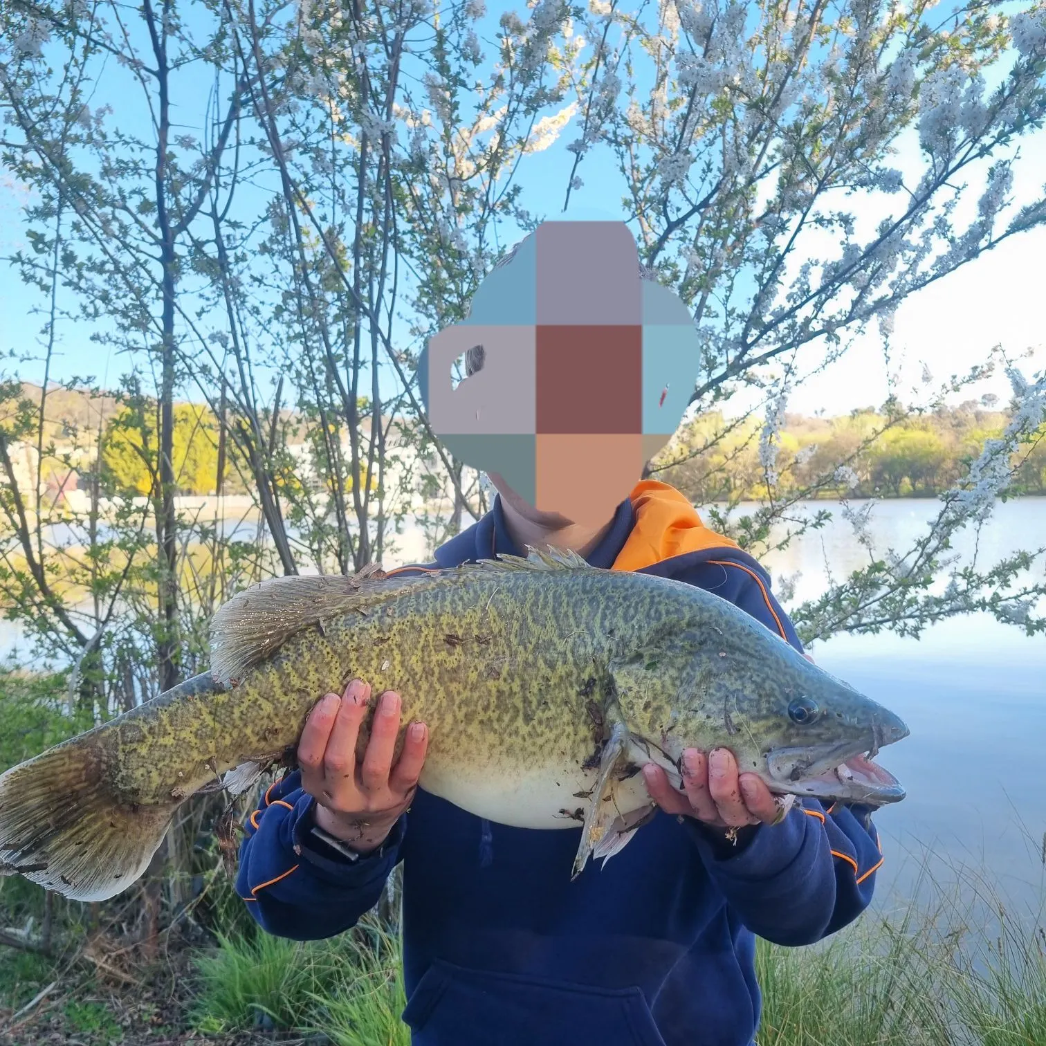 Murray cod caught on Fishbrain