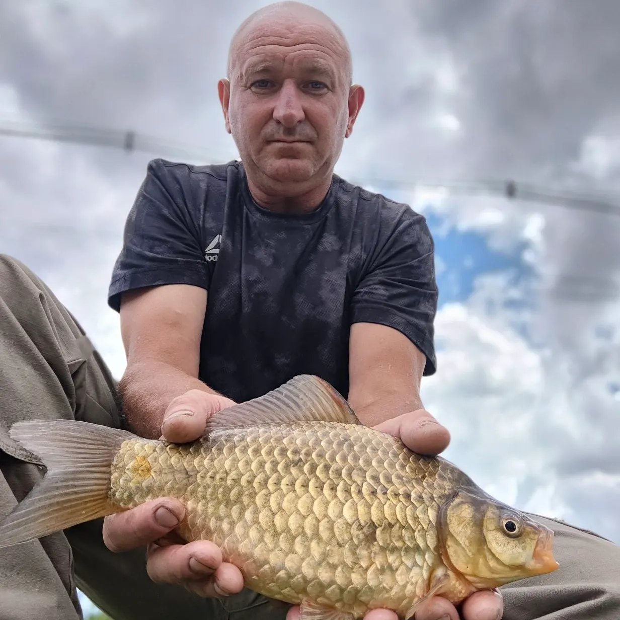 The most recent Japanese white crucian carp catches on Fishbrain