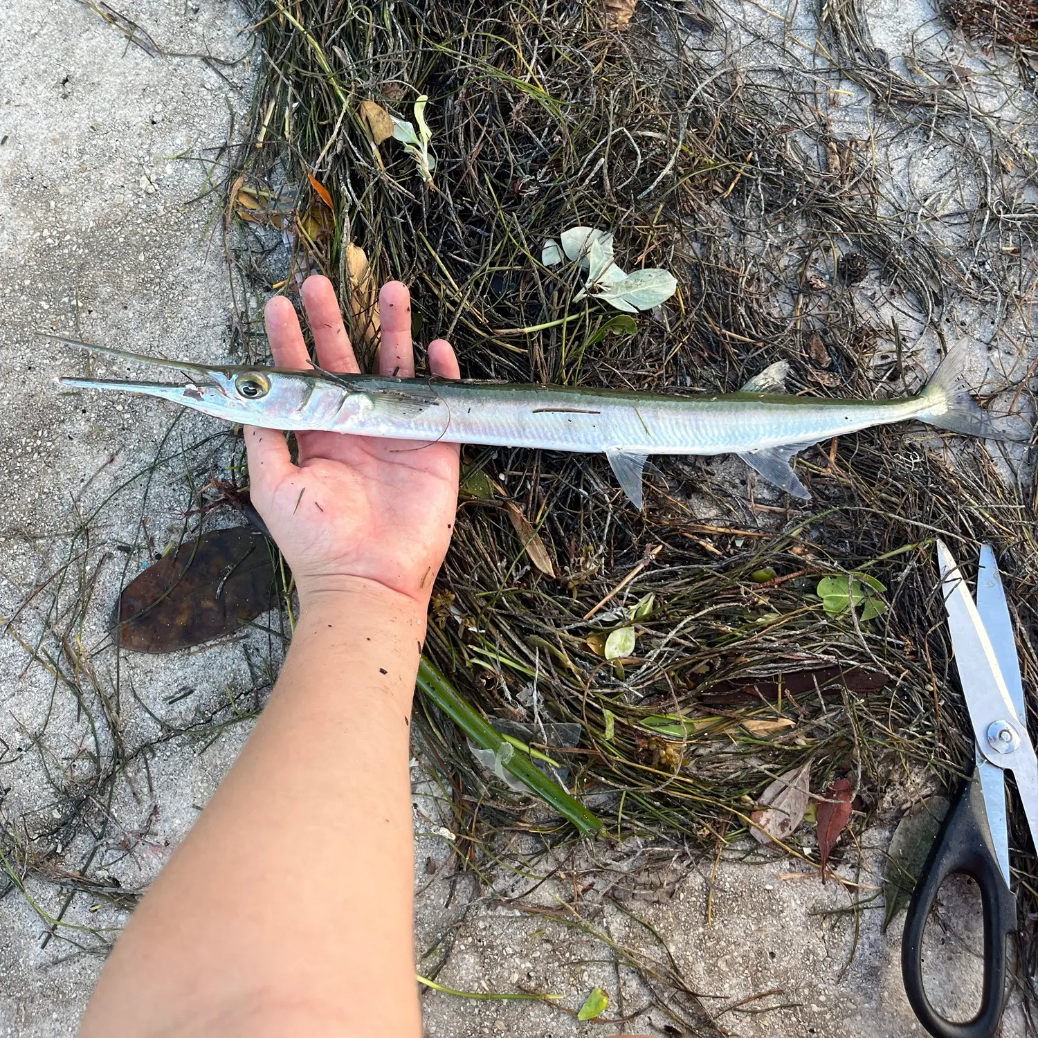 Hound needlefish caught on Fishbrain