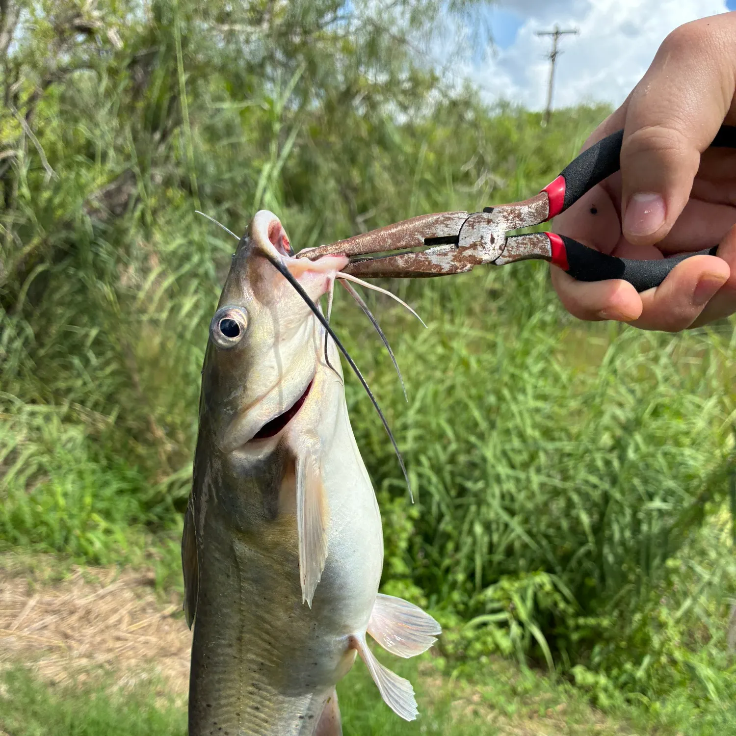 Channel catfish caught on Fishbrain
