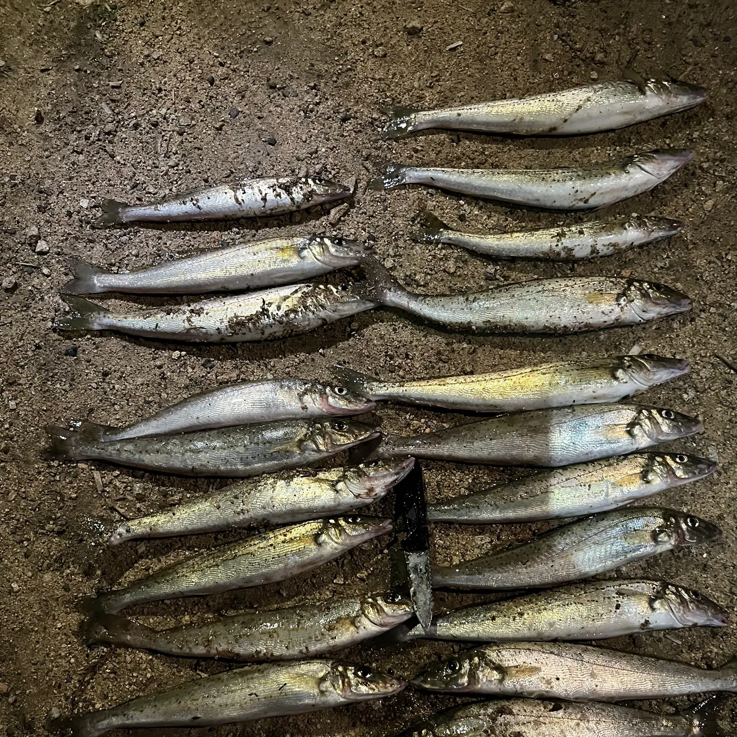 The most recent King George whiting catches on Fishbrain