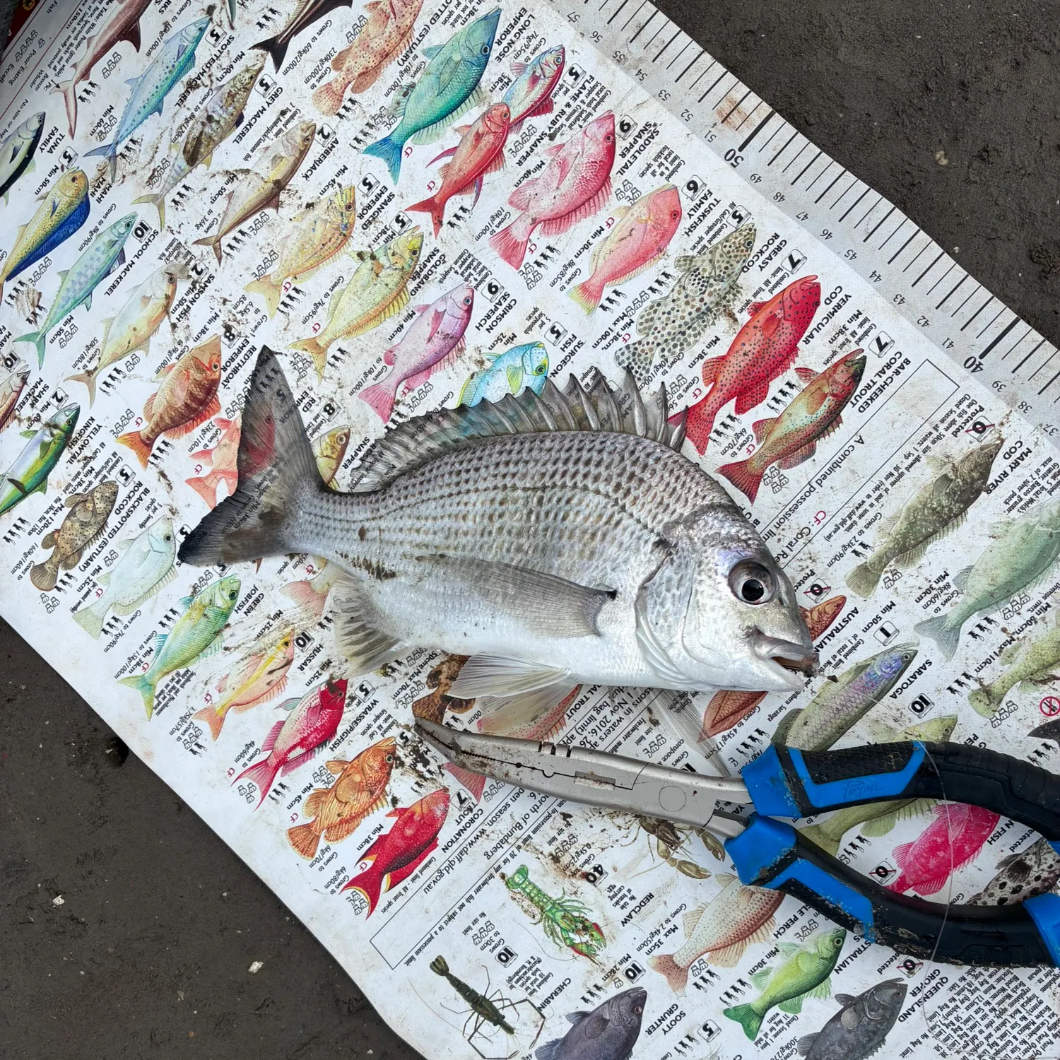 The most recent Goldlined seabream catches on Fishbrain