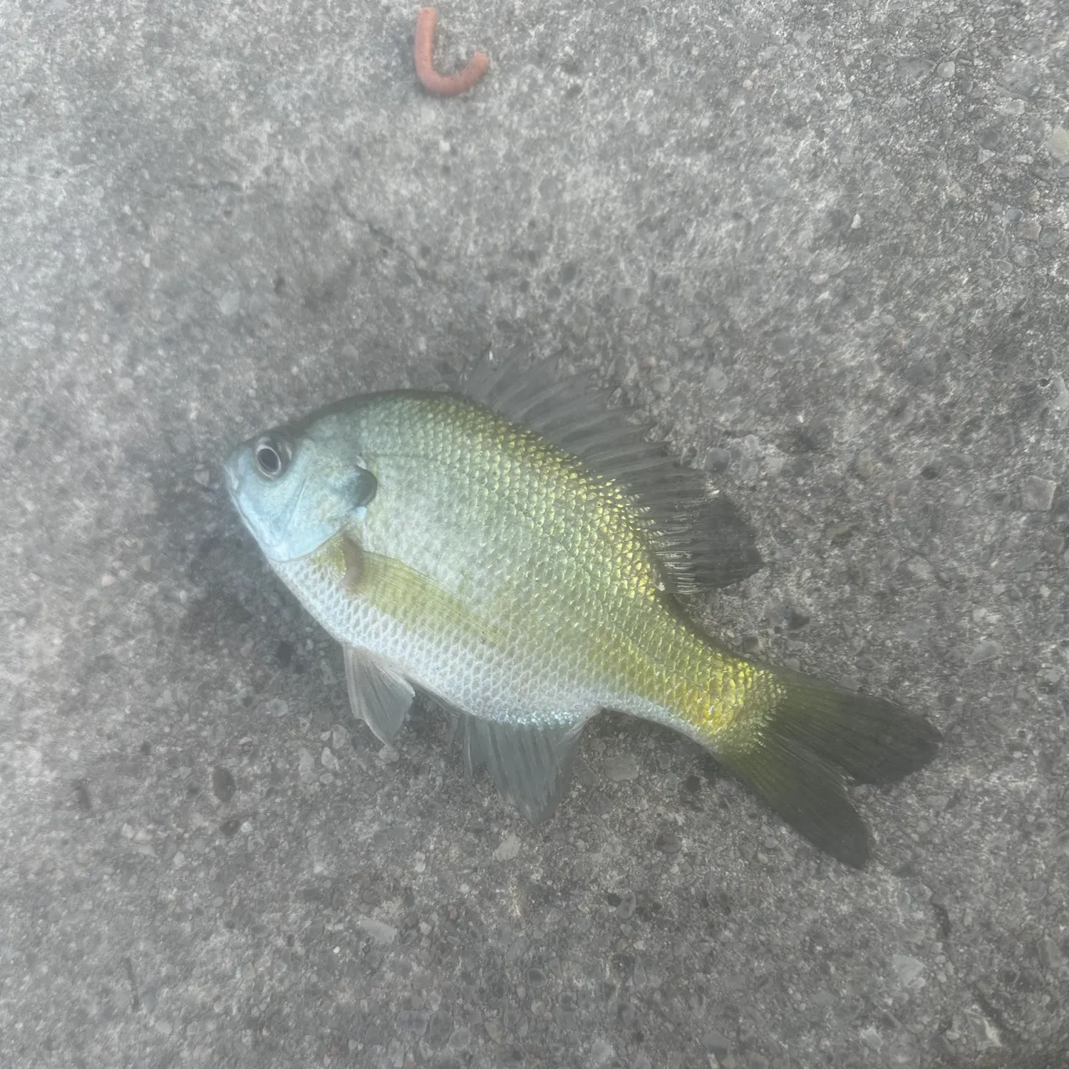 Bluegill caught on Fishbrain