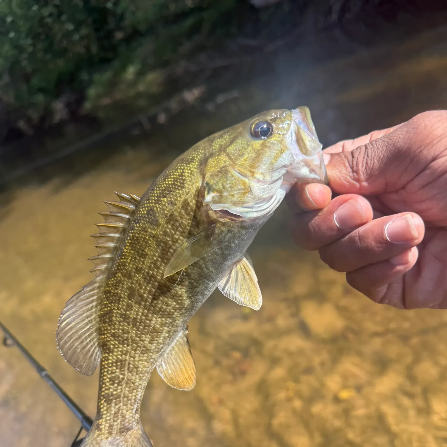 Smallmouth bass caught on Fishbrain